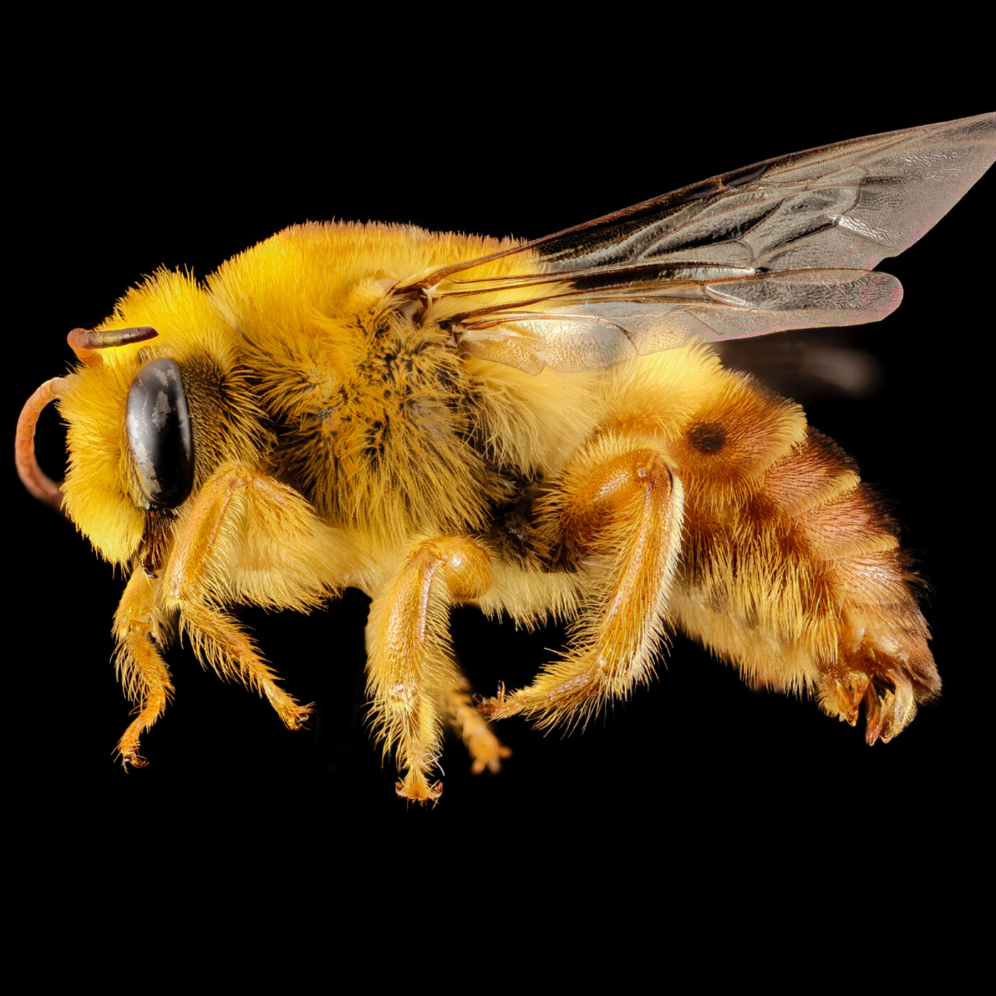 In Defense of Plants Podcast