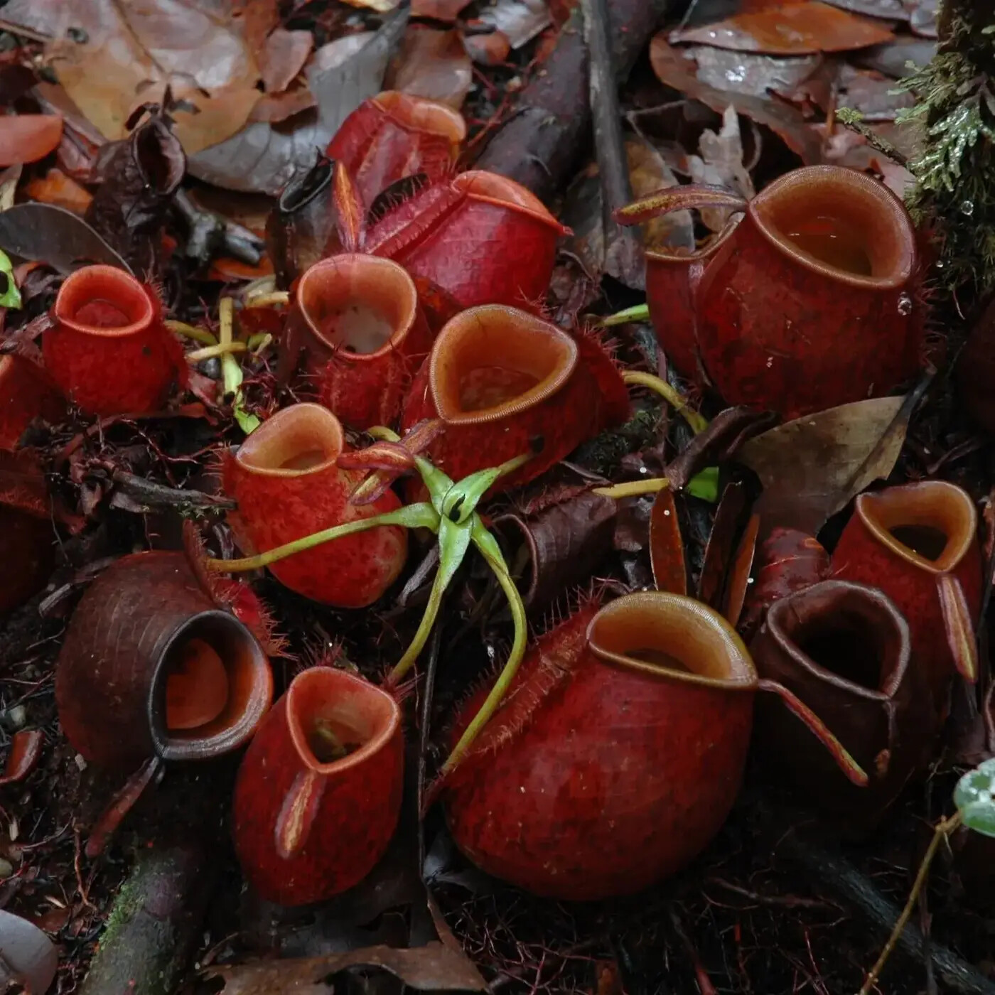 In Defense of Plants Podcast