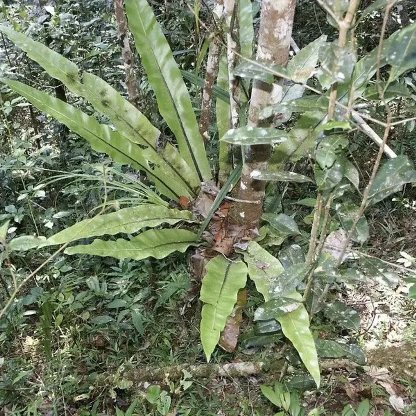 In Defense of Plants Podcast