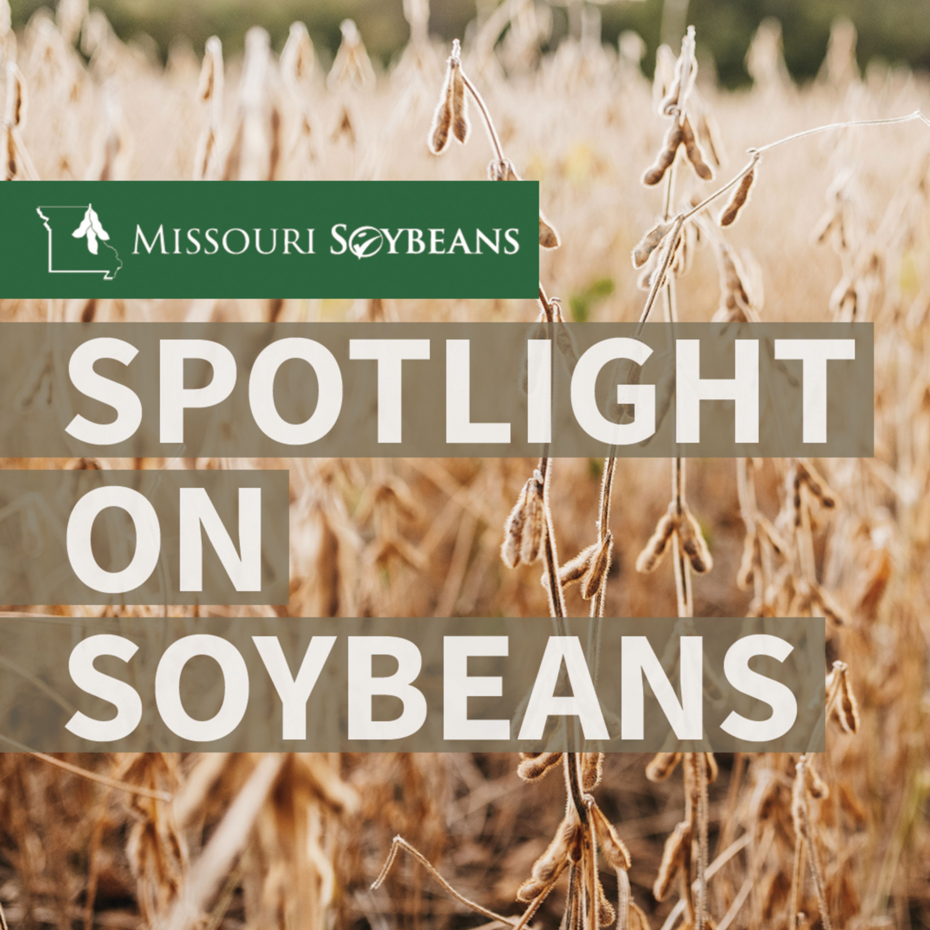 Export Watch: What's Happening with Soybean Exports episode artwork