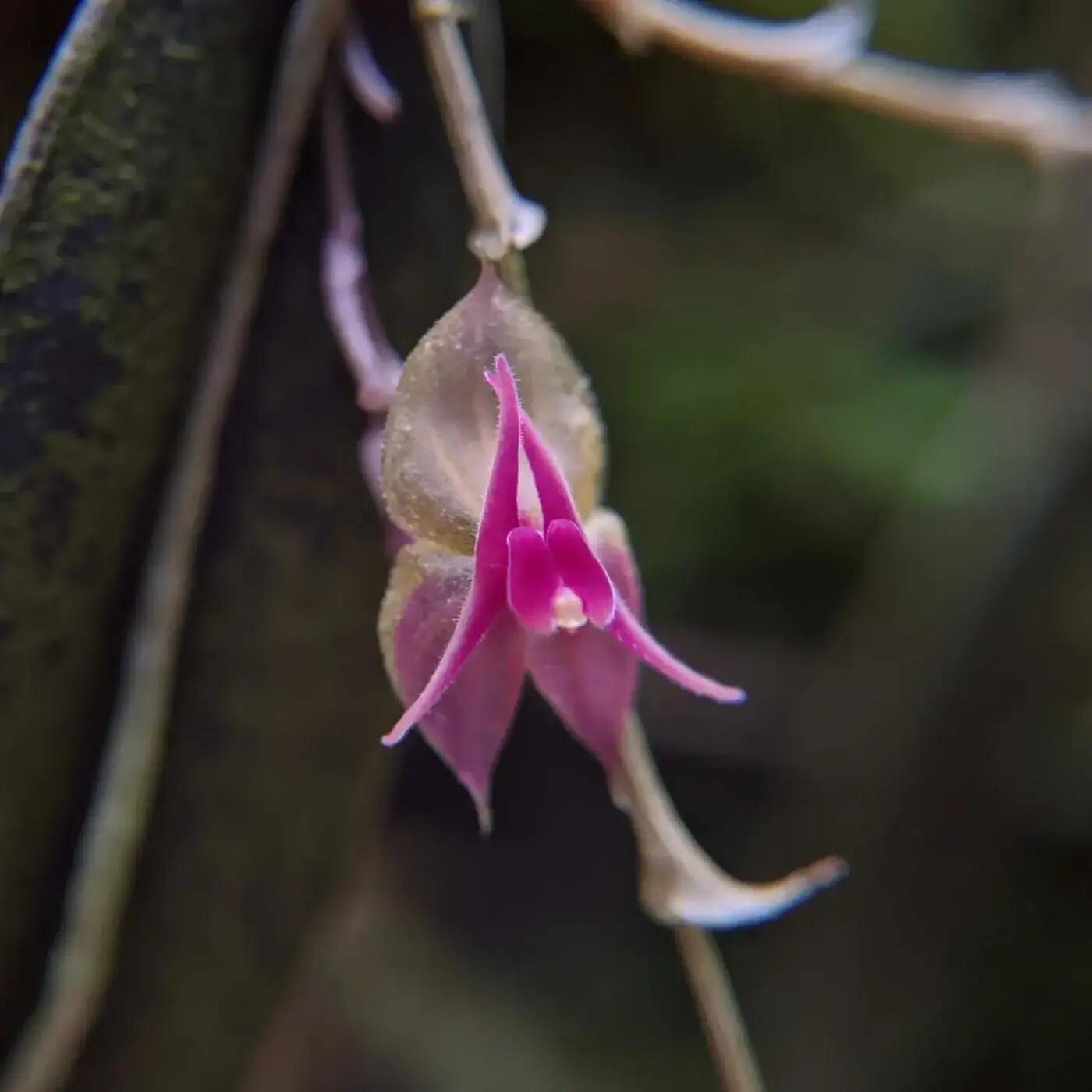 In Defense of Plants Podcast