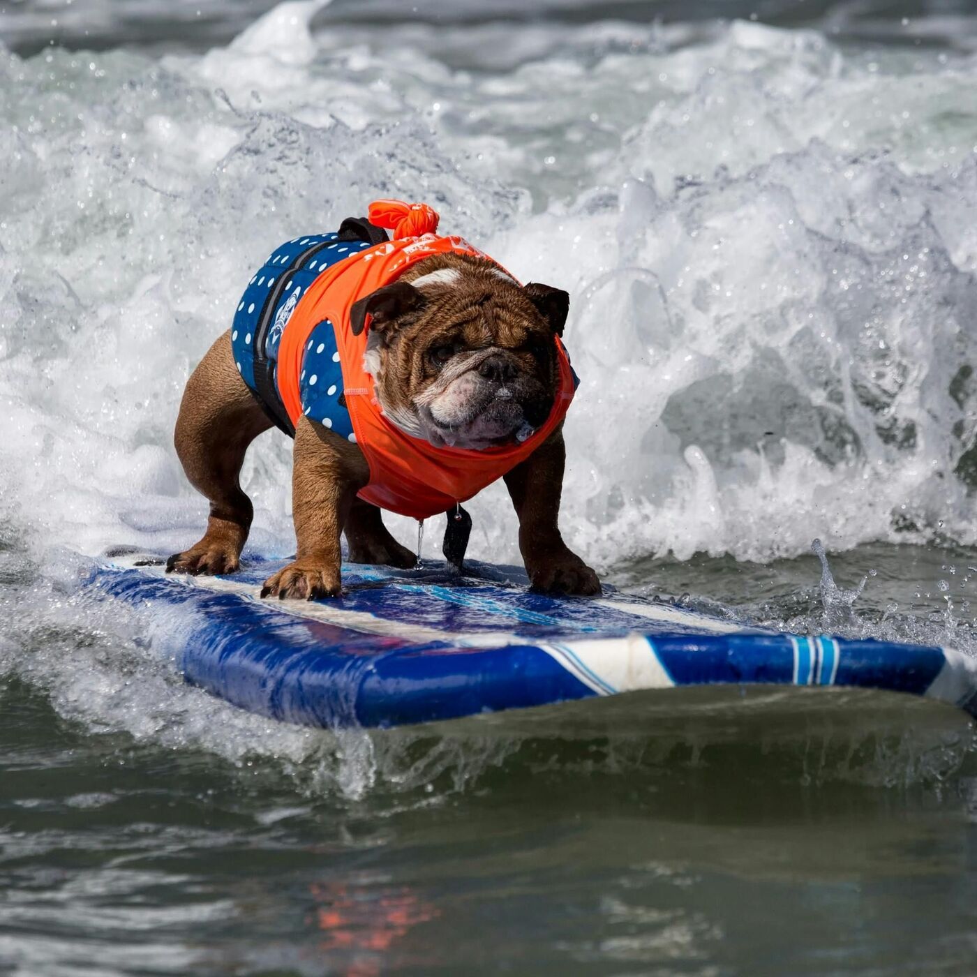 The Animal Did WHAT?!