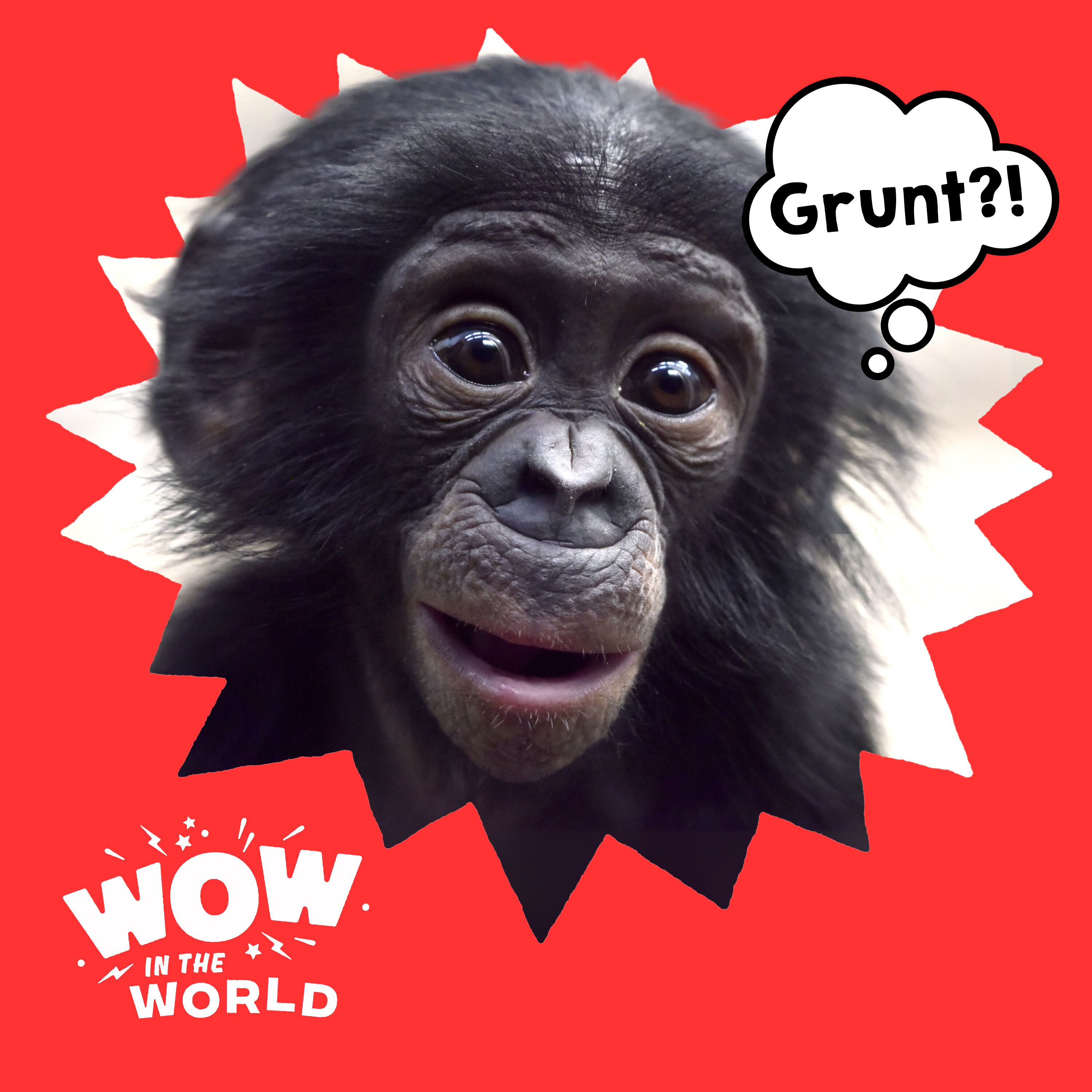 It's All Bonobo to Me: How to Talk Like an Ape!