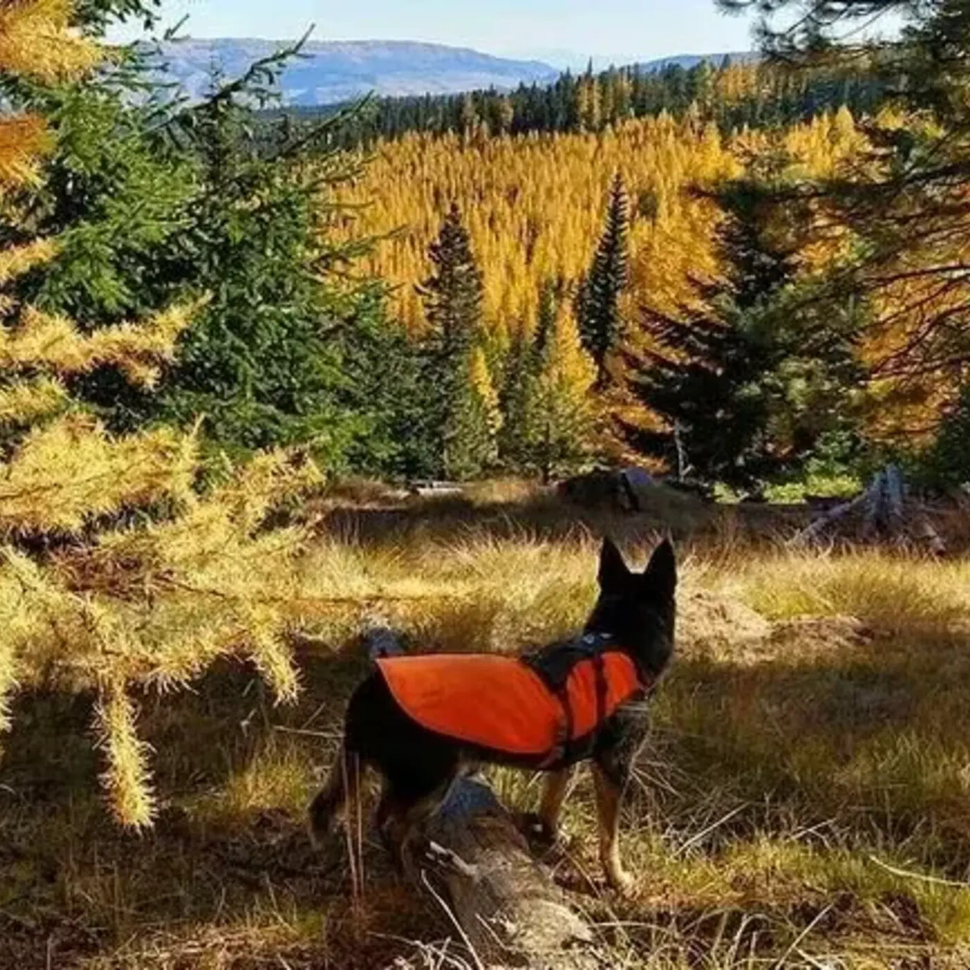 In Defense of Plants Podcast