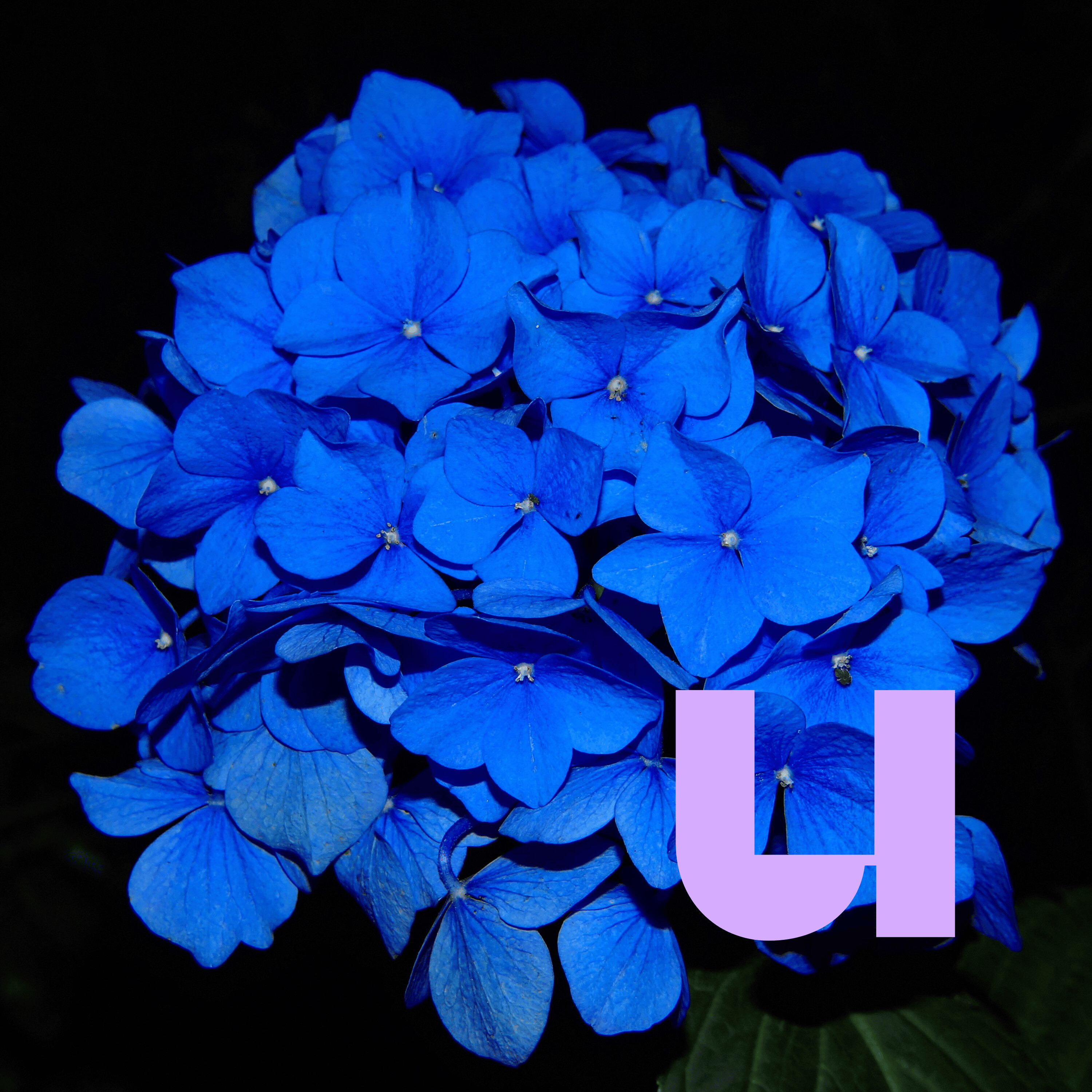 De Universiteit van Nederland Podcast