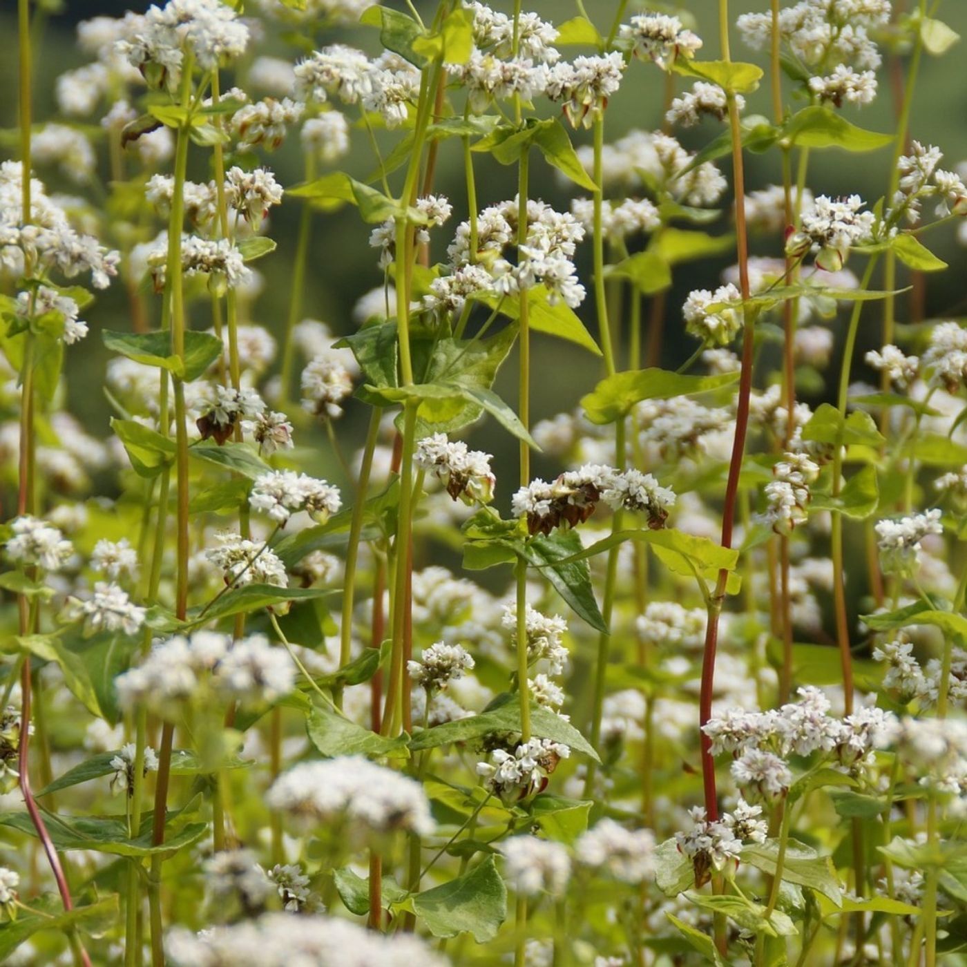 Why Cover Crops Are Unlikely to Deliver Climate Benefits Anytime Soon