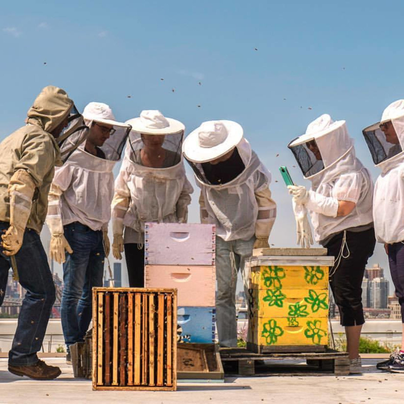 Episode 358: Asphalt + Apiaries: The Impact of Urban Beekeeping