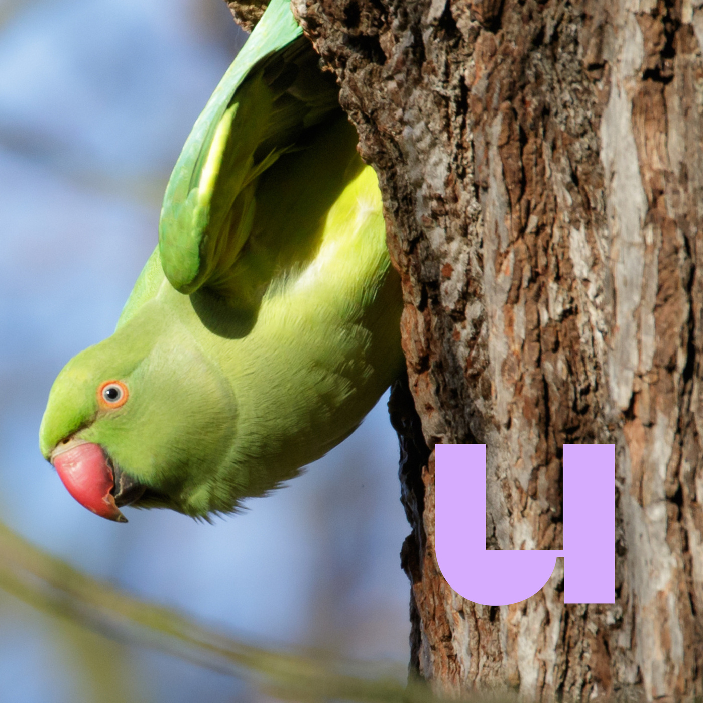 De Universiteit van Nederland Podcast
