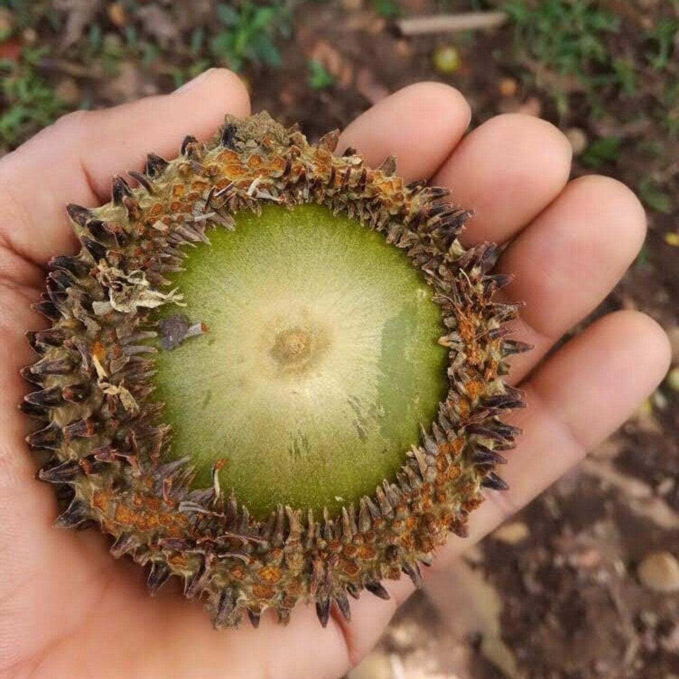 In Defense of Plants Podcast