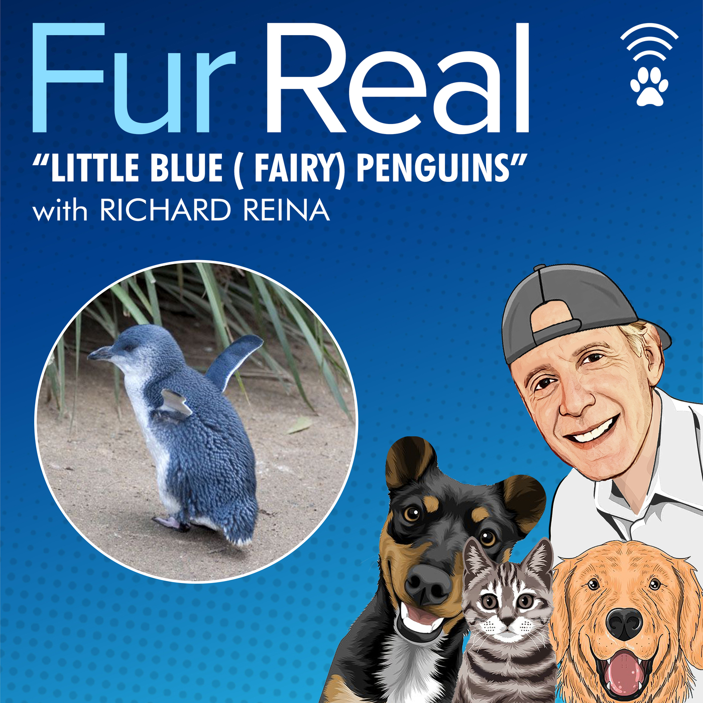 "LITTLE BLUE (FAIRY) PENGUINS" with Richard Reina