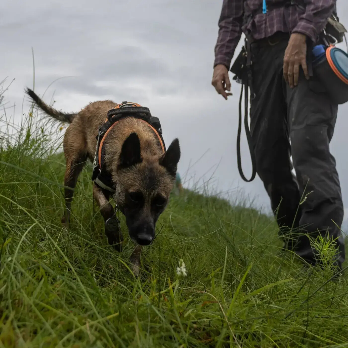 In Defense of Plants Podcast