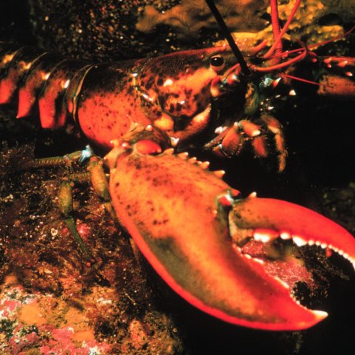 Episode 271: L is for Wicked Good Lobstah!
