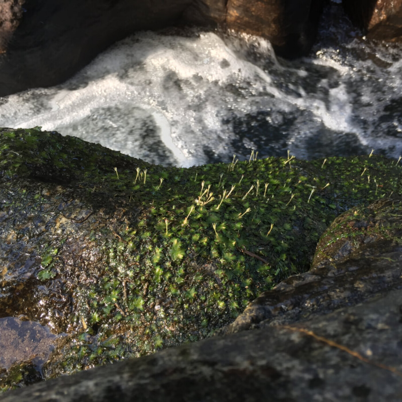 Ep. 582 - Extreme Aquatic Plants episode artwork
