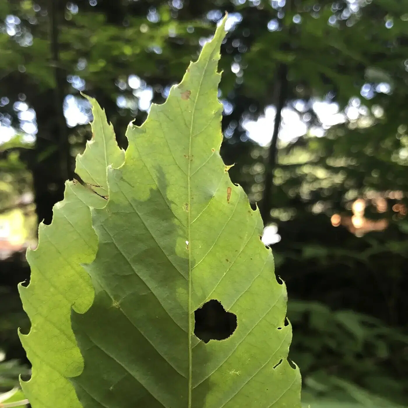 In Defense of Plants Podcast