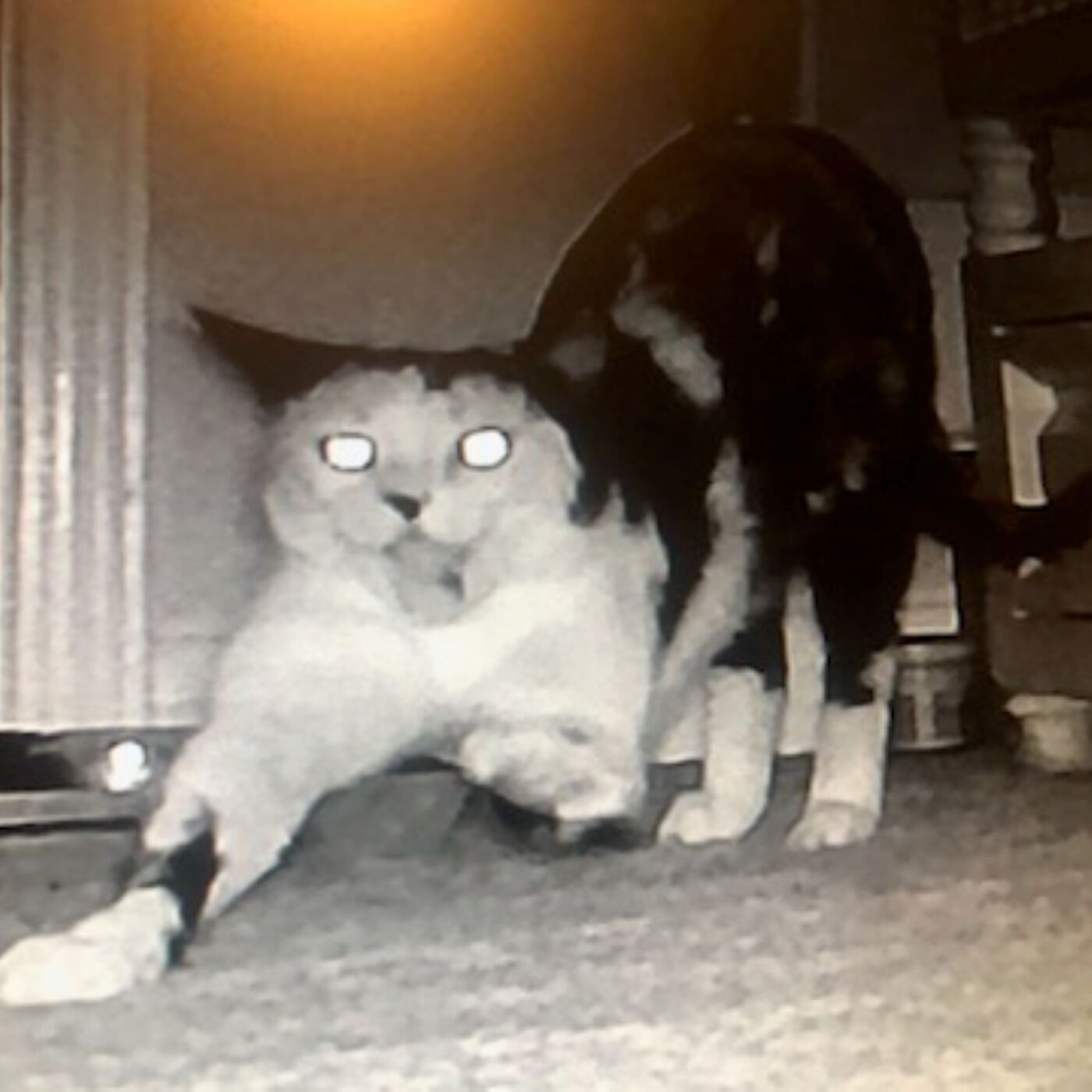 AFTER THE SHOW PODCAST: Here, kitty kitty kitty.