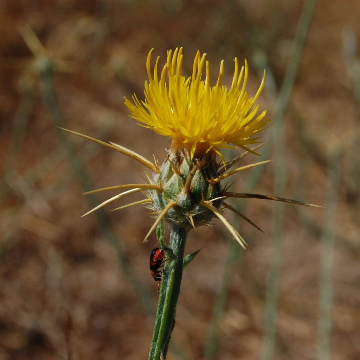 In Defense of Plants Podcast