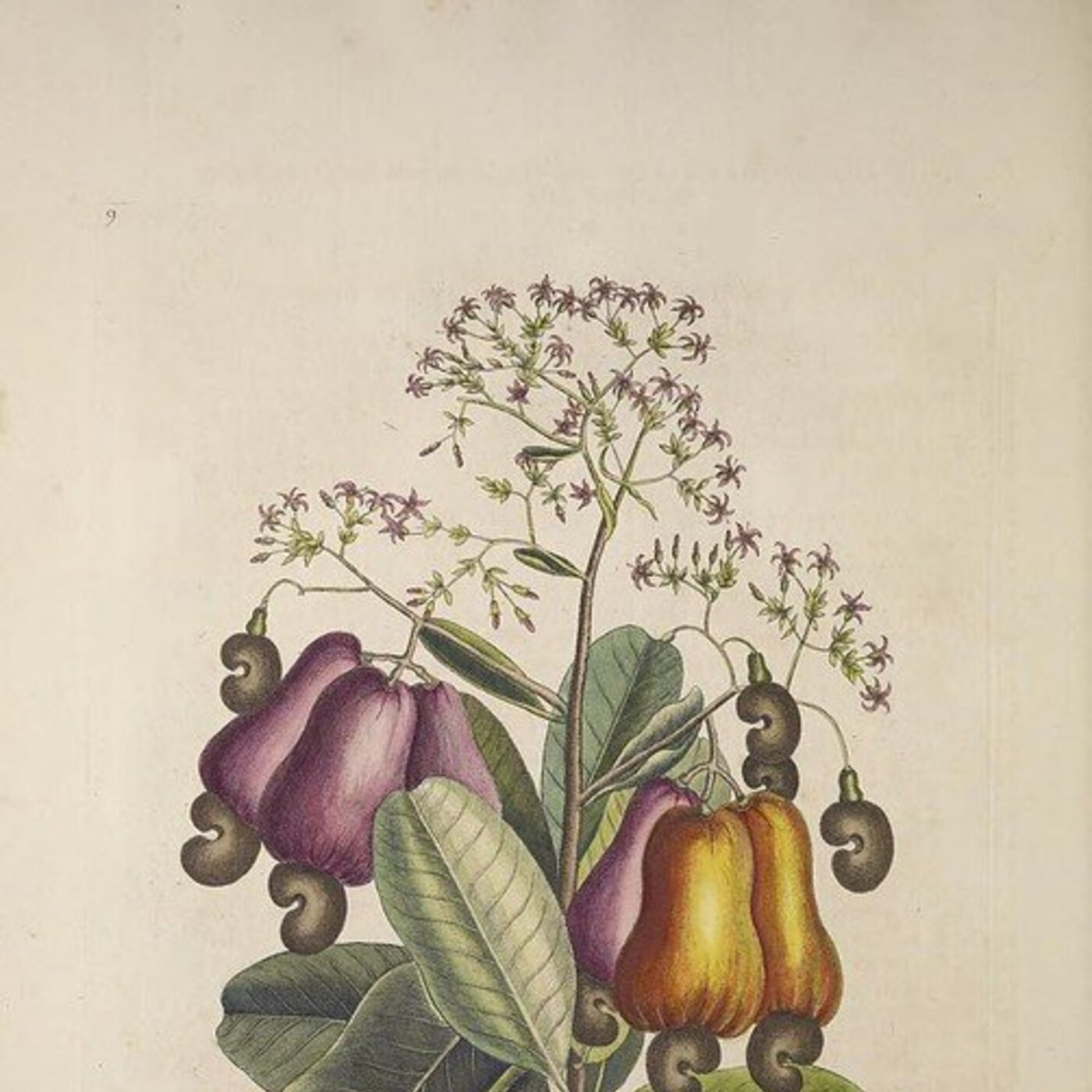 In Defense of Plants Podcast