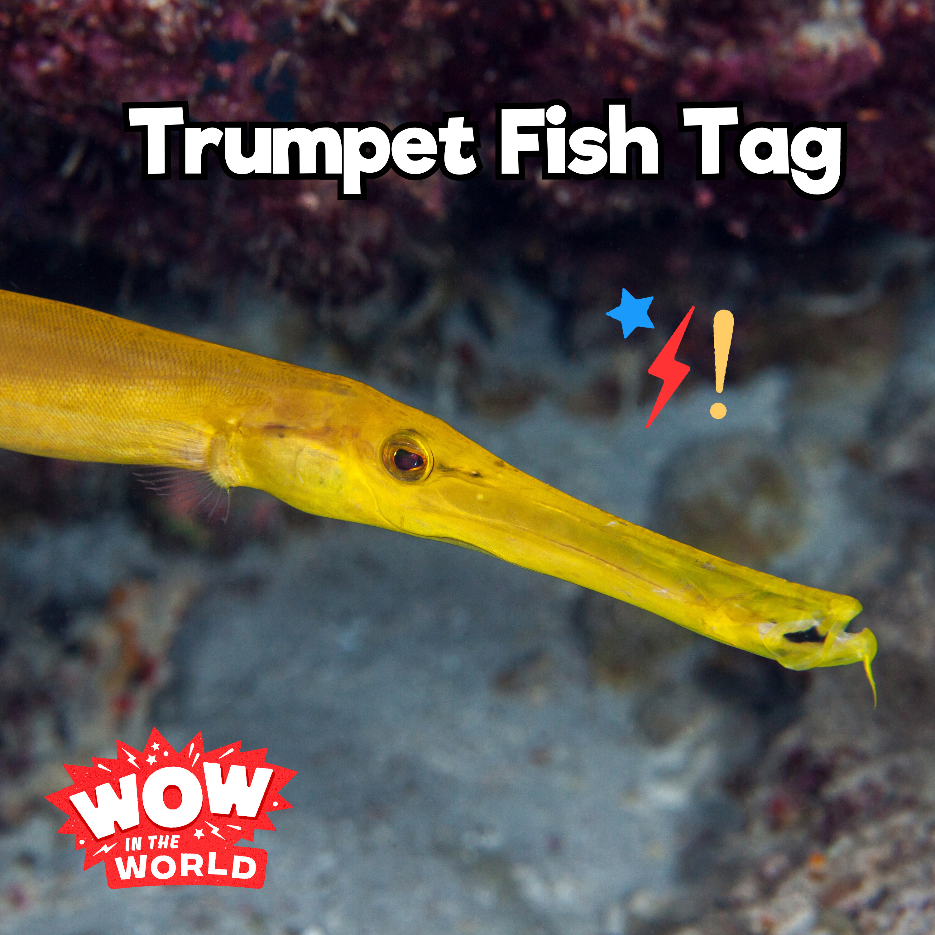 Trumpet Fish Tag (1/1/24)