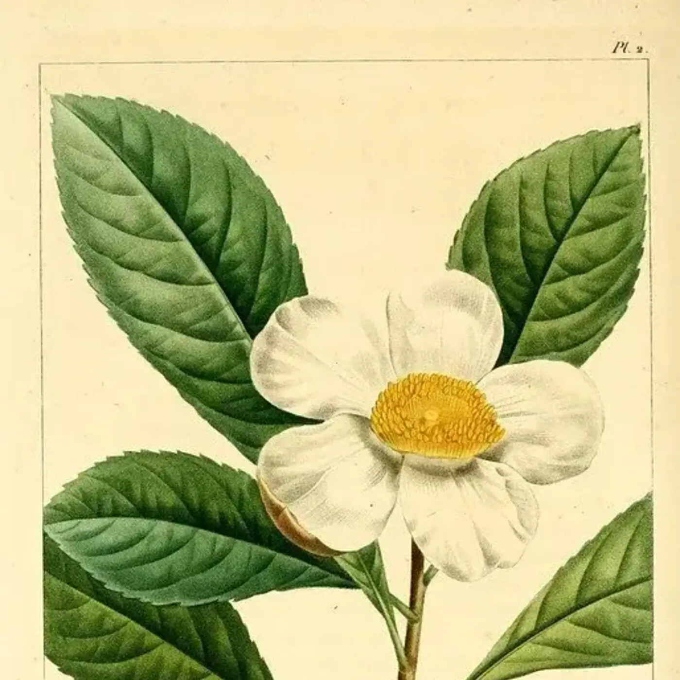 In Defense of Plants Podcast