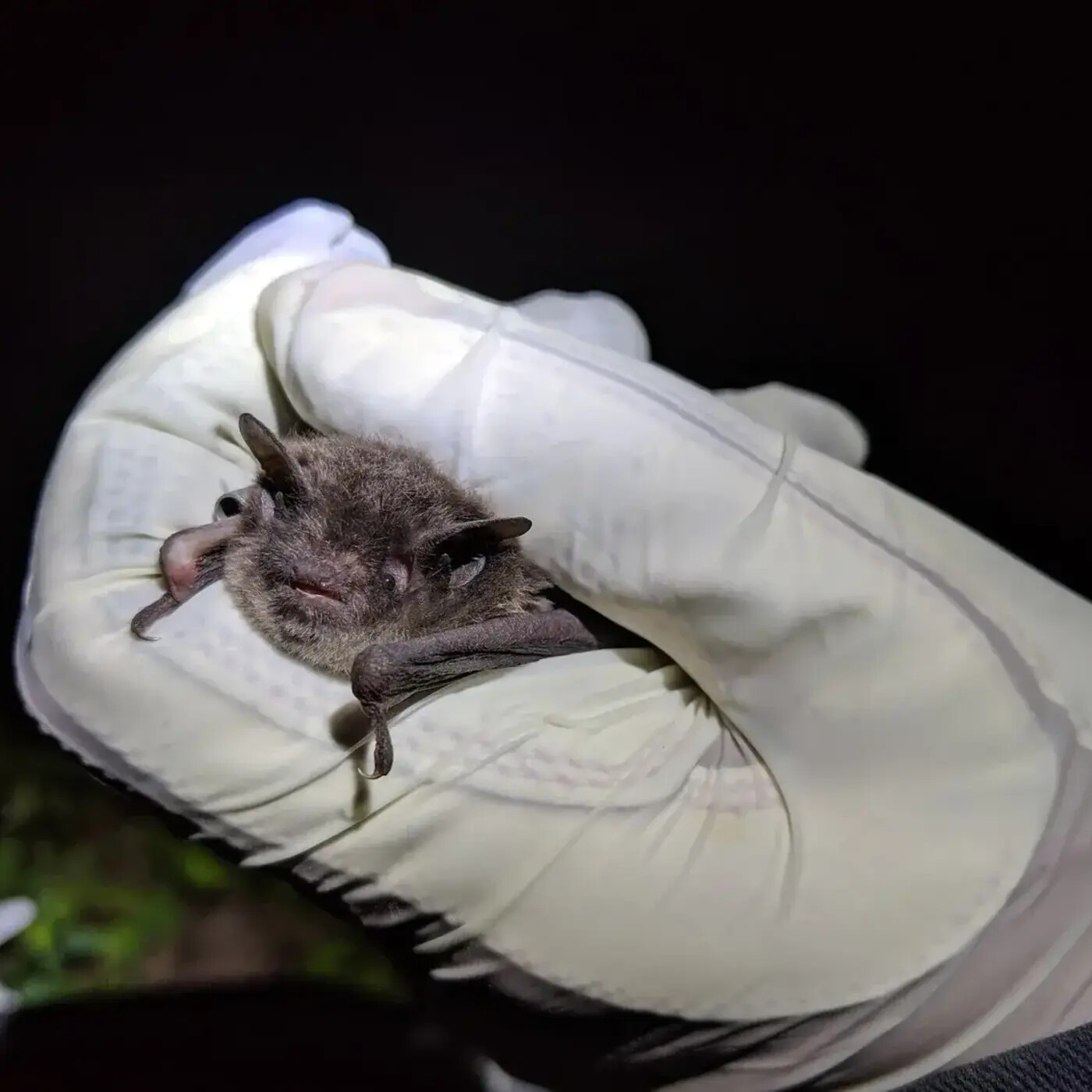 Ep. 401 - Seeing the Forest for its Bats