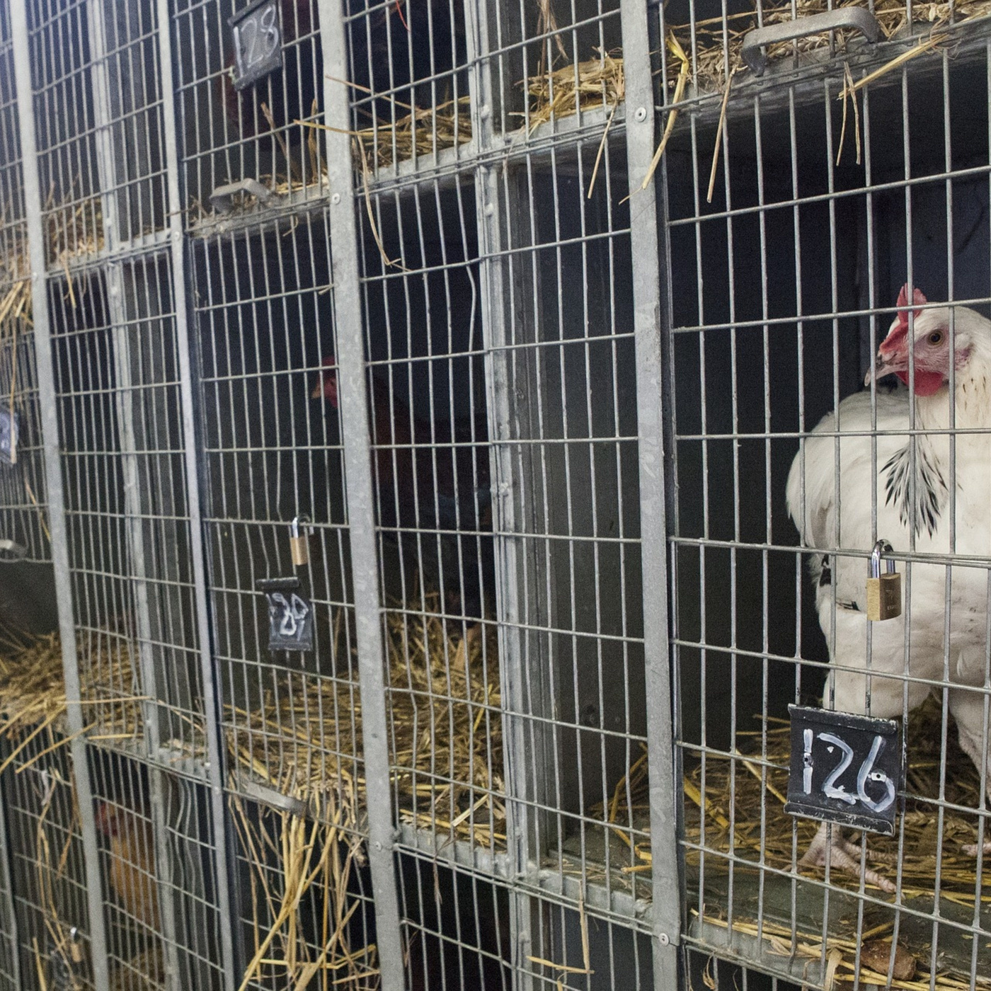 Episode 260: Chicken Business, Water Pollution, Farm Bill, and more with the Uber Knowledgeable Raj Patel