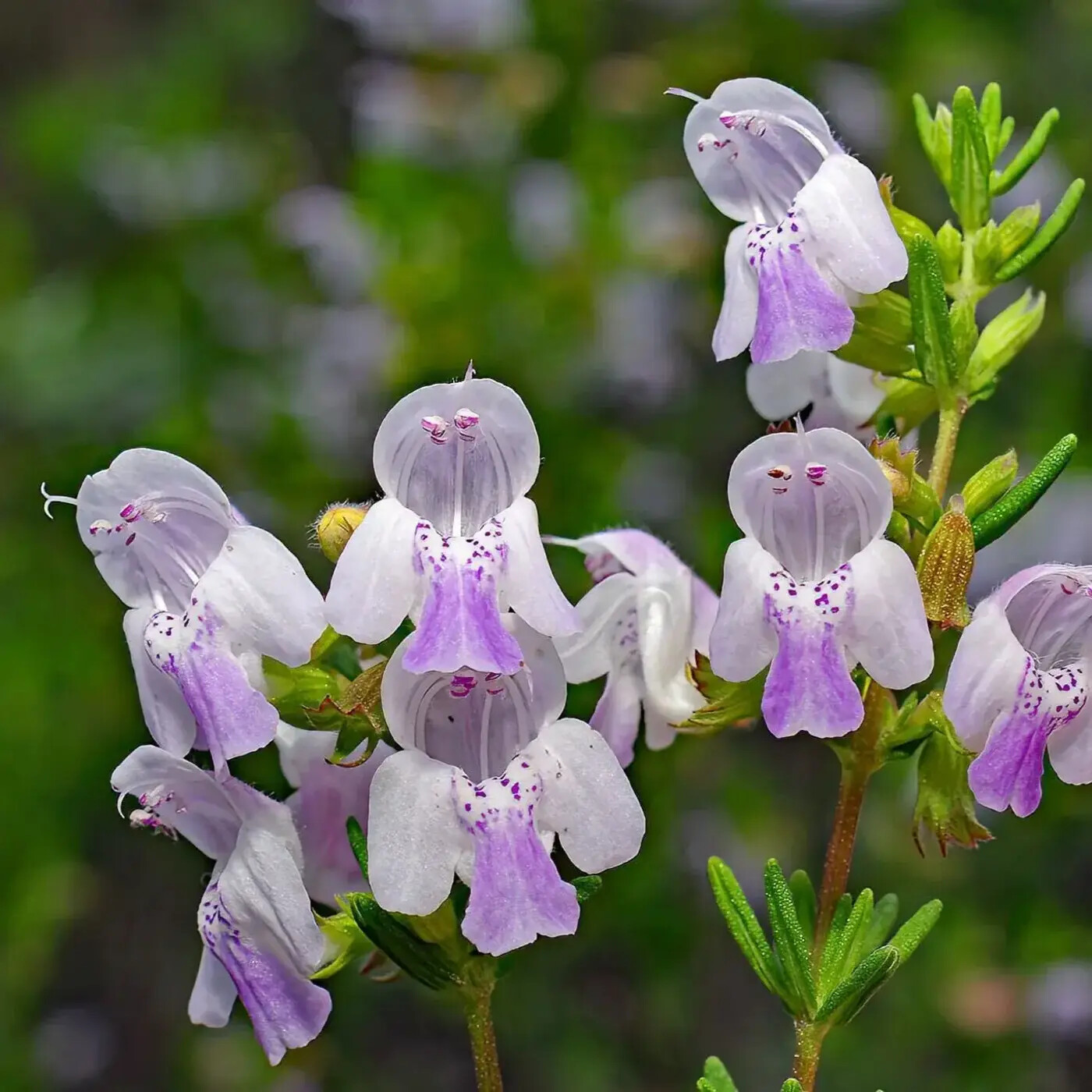 In Defense of Plants Podcast