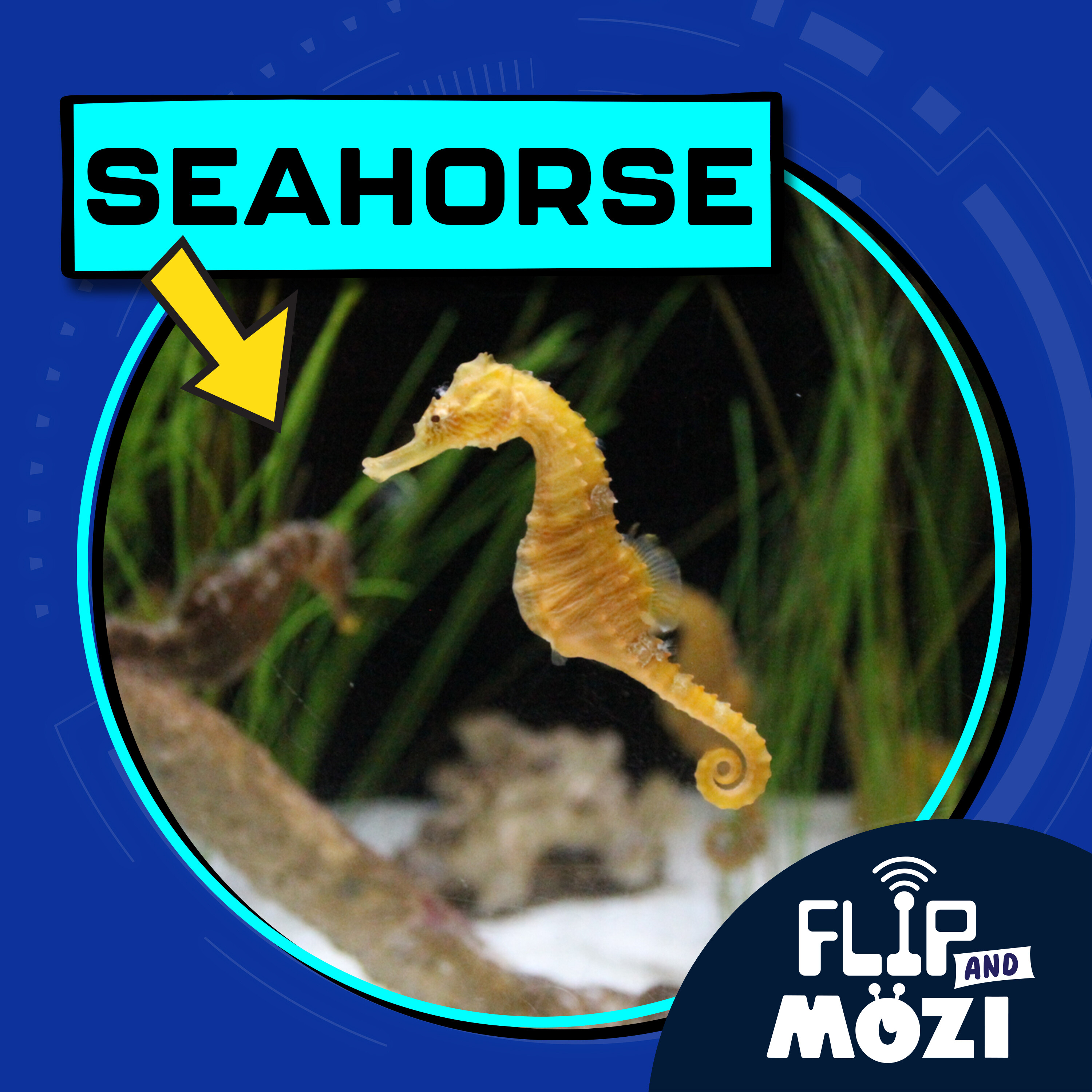 Seahorse (6/8/23)