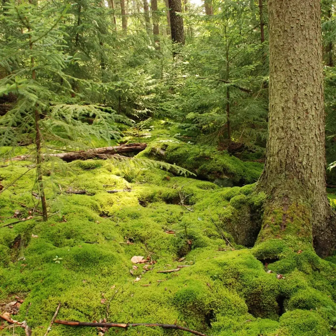 In Defense of Plants Podcast