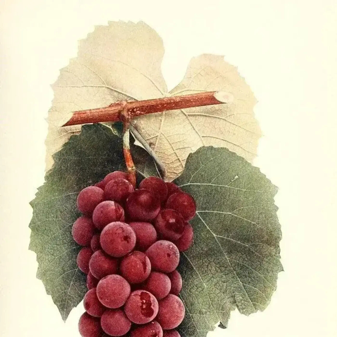 In Defense of Plants Podcast