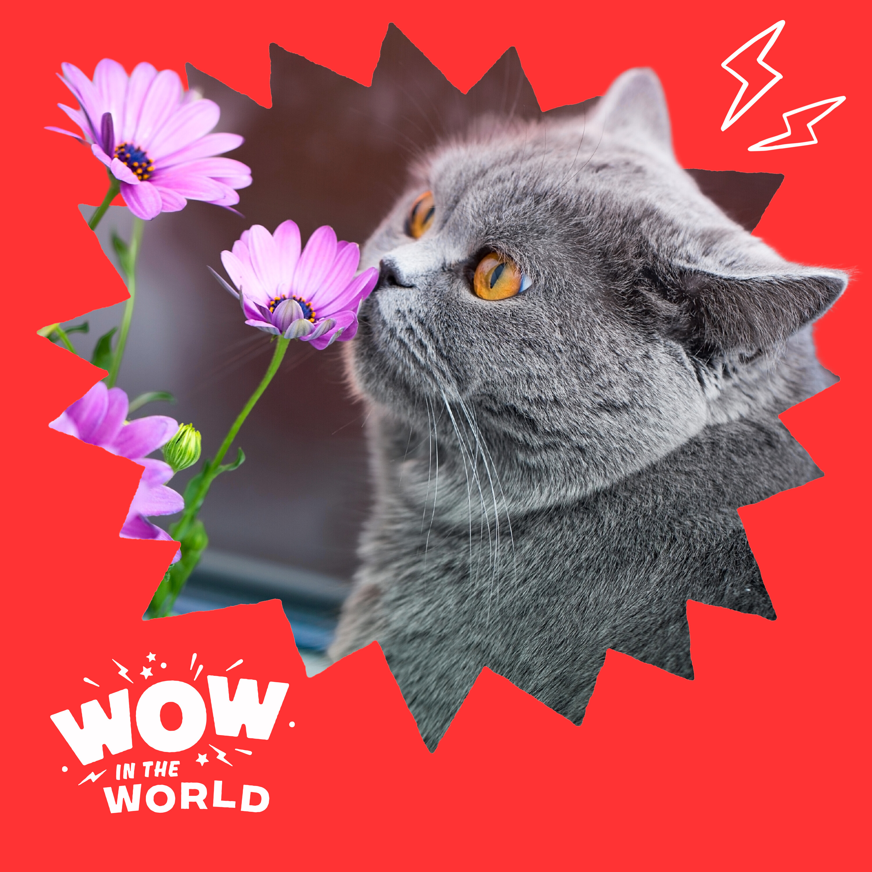 The Purrr-fect Match: Cats, Chaos, Science, and Smelly Surprises!