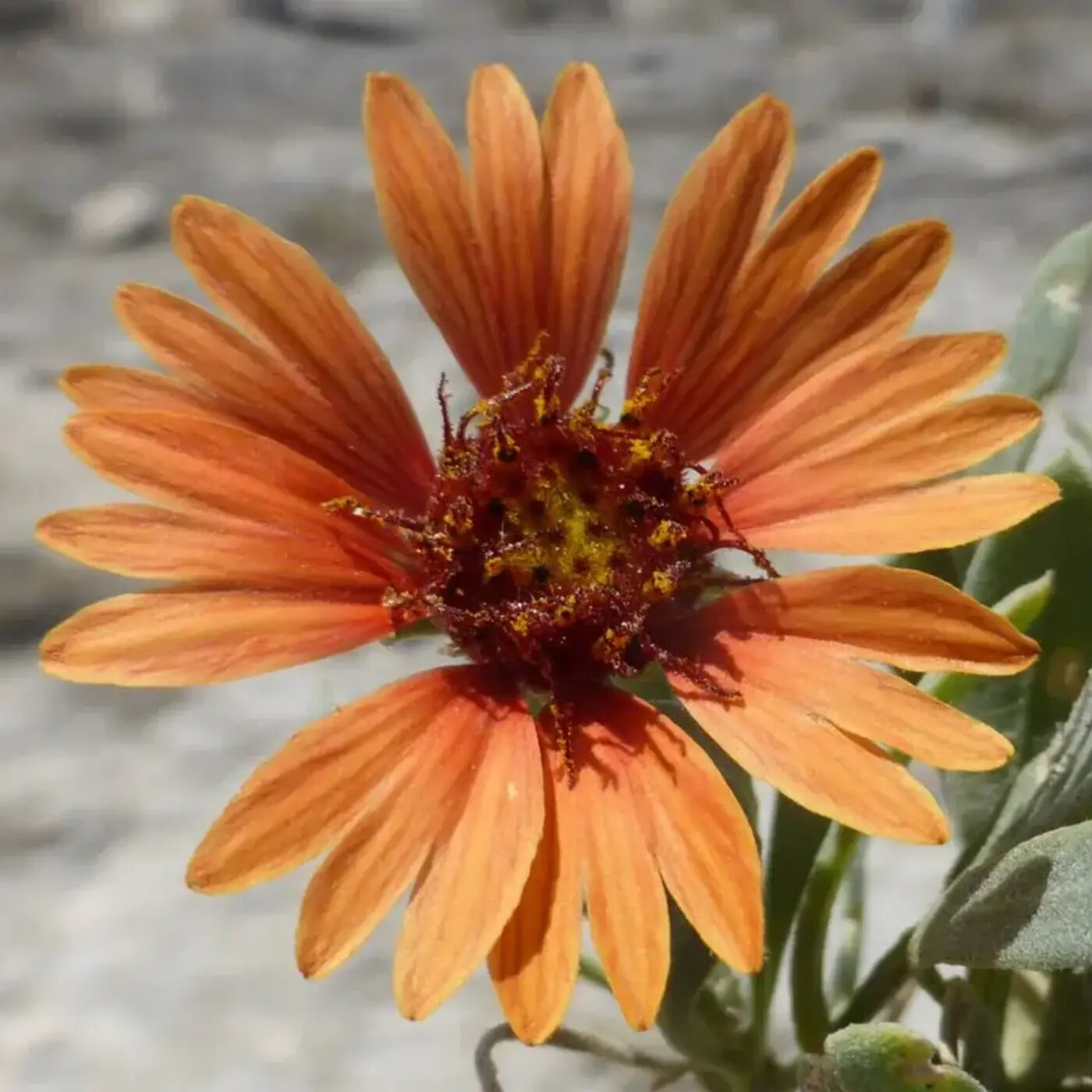 Ep. 325 - Toxic Soils & Drinking Water From Rocks