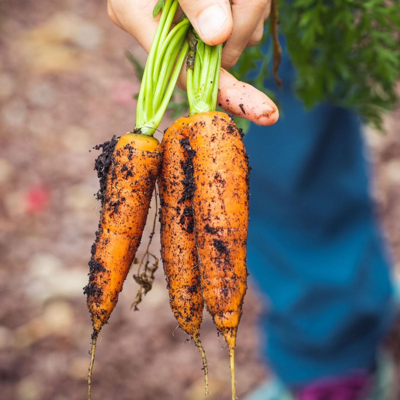 Episode 383: How Farm’d Is Growing Atlanta’s Local Food System