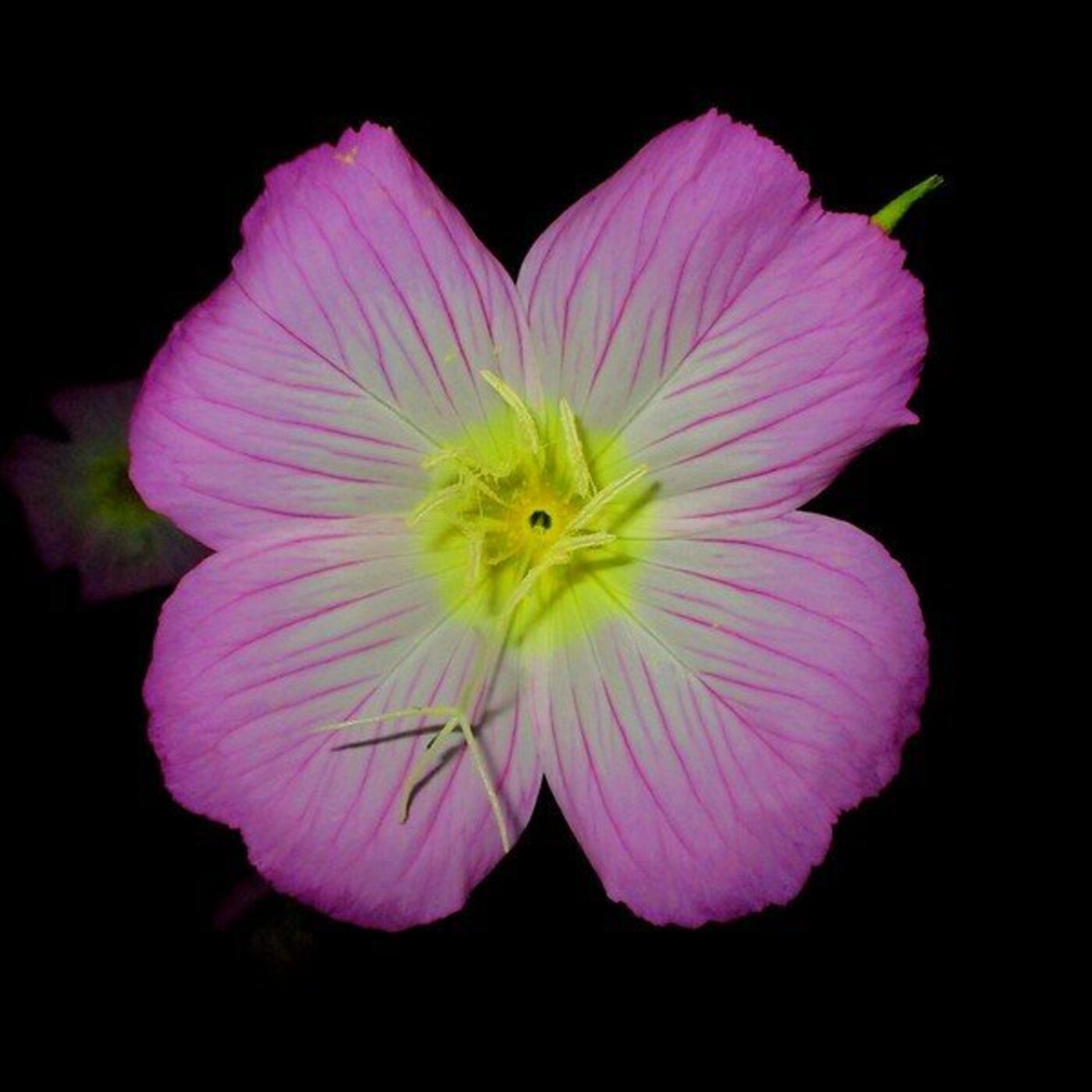 In Defense of Plants Podcast