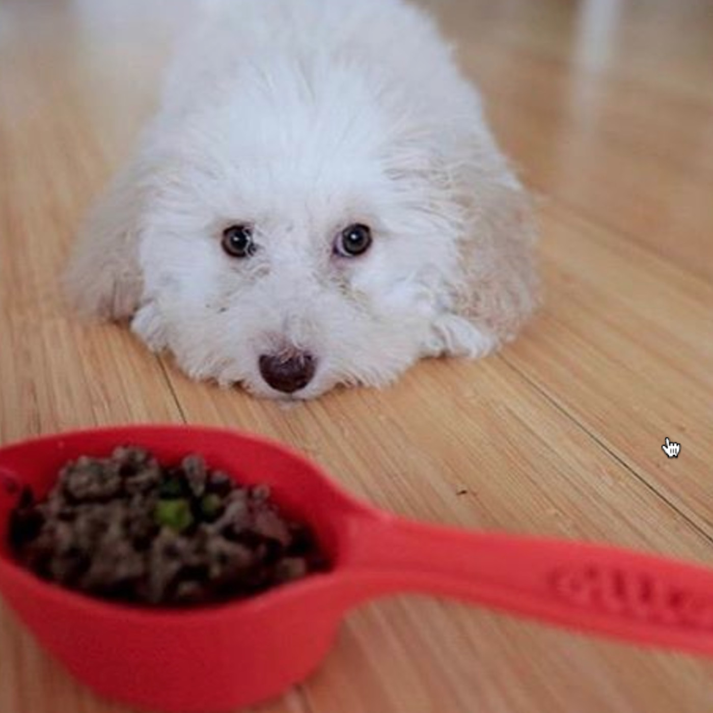 Talking Tech Ollie organic dog food delivered to door