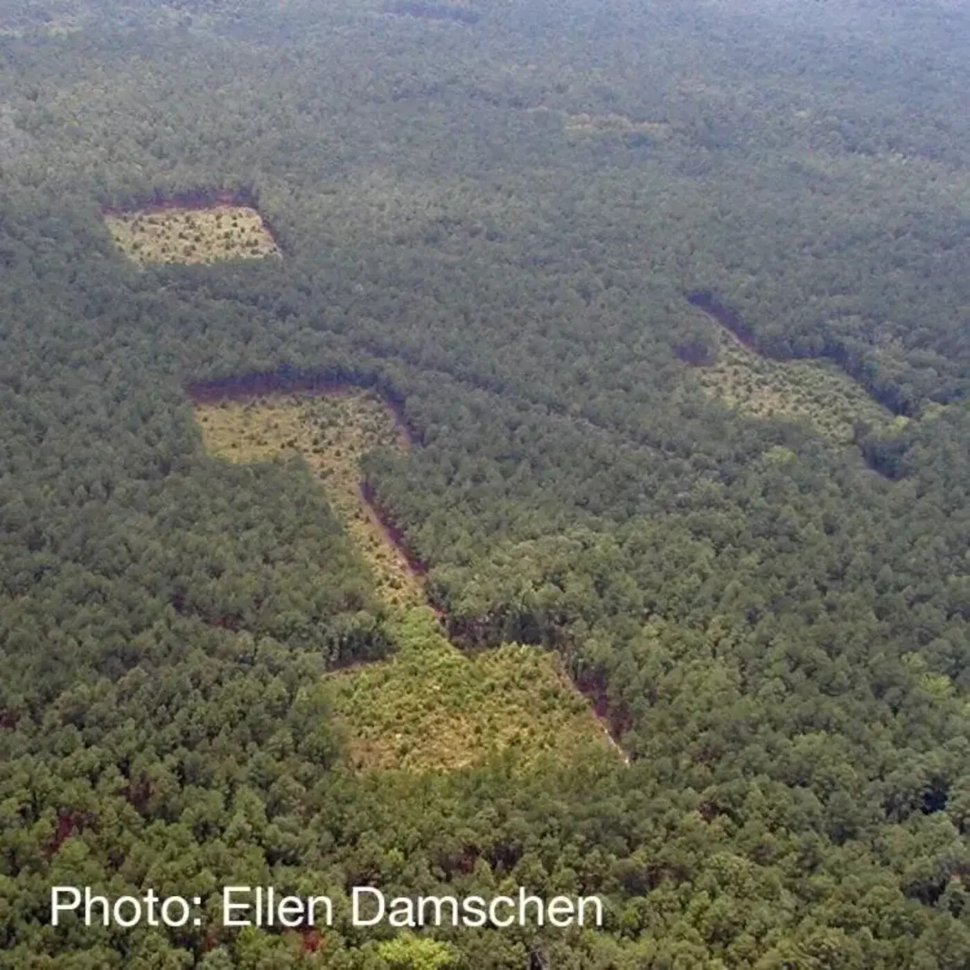 Ep. 426 - Plants and Habitat Fragmentation