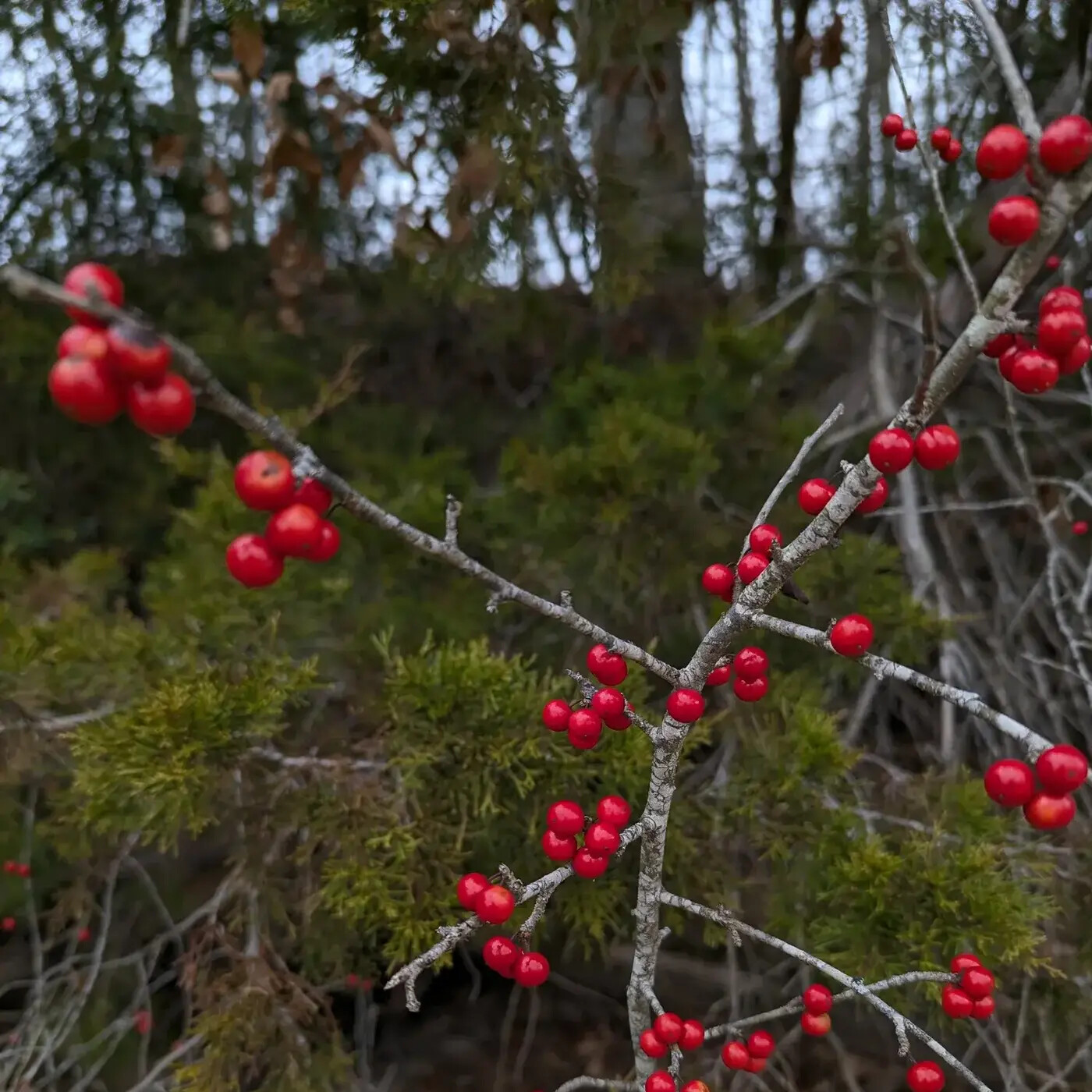 In Defense of Plants Podcast
