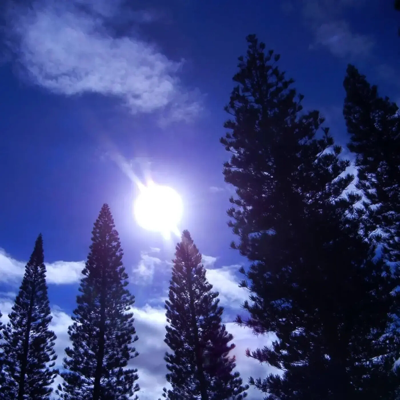 Ep. 356 - Pollen & Plant Stress