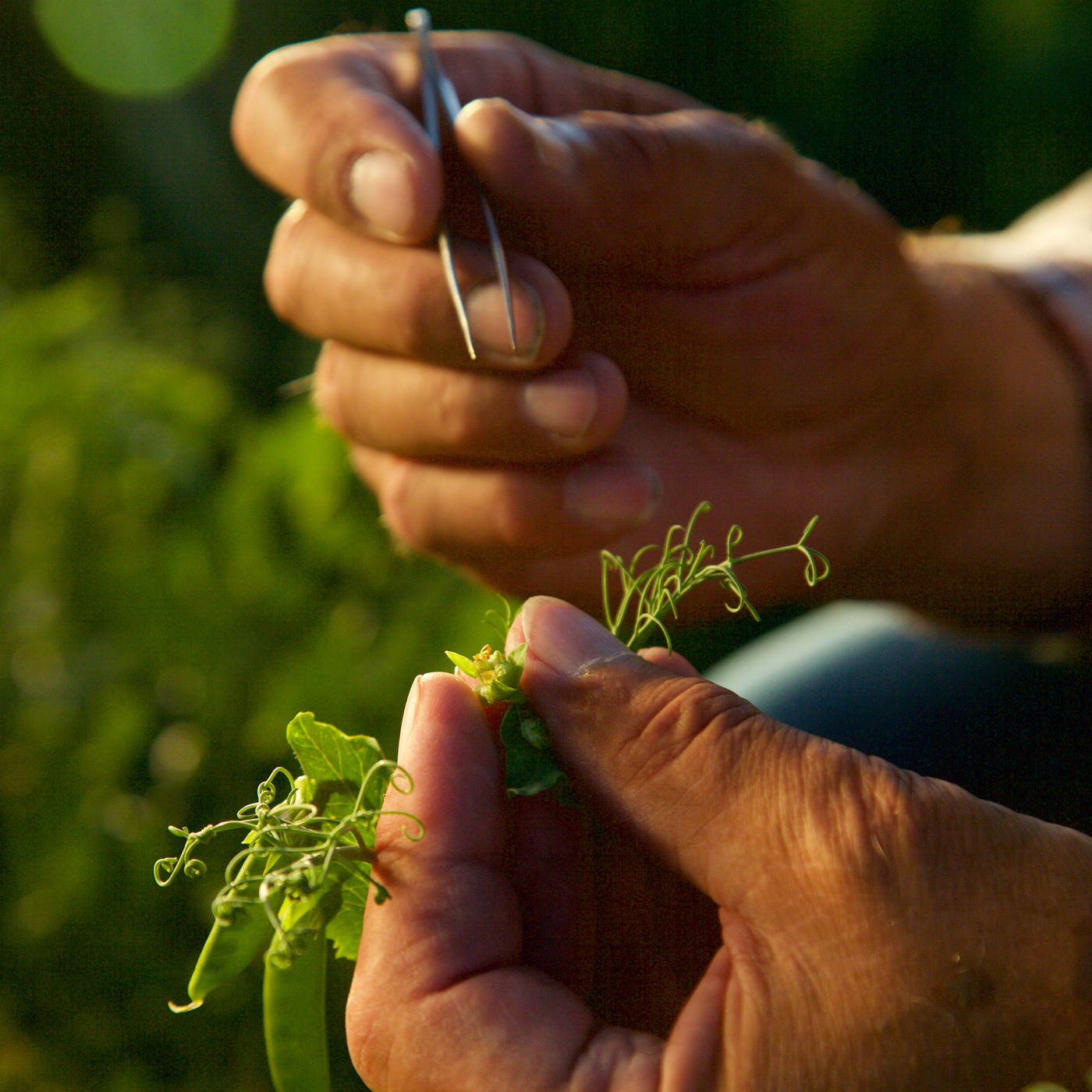Episode 295: Dr. Calvin Lamborn, Inventor of The Snap Pea