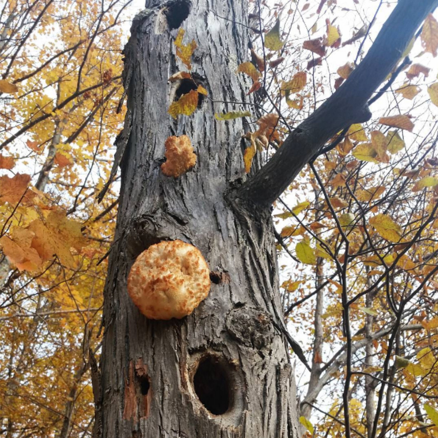 Episode 177: You Can't Handel These Fall Ferments