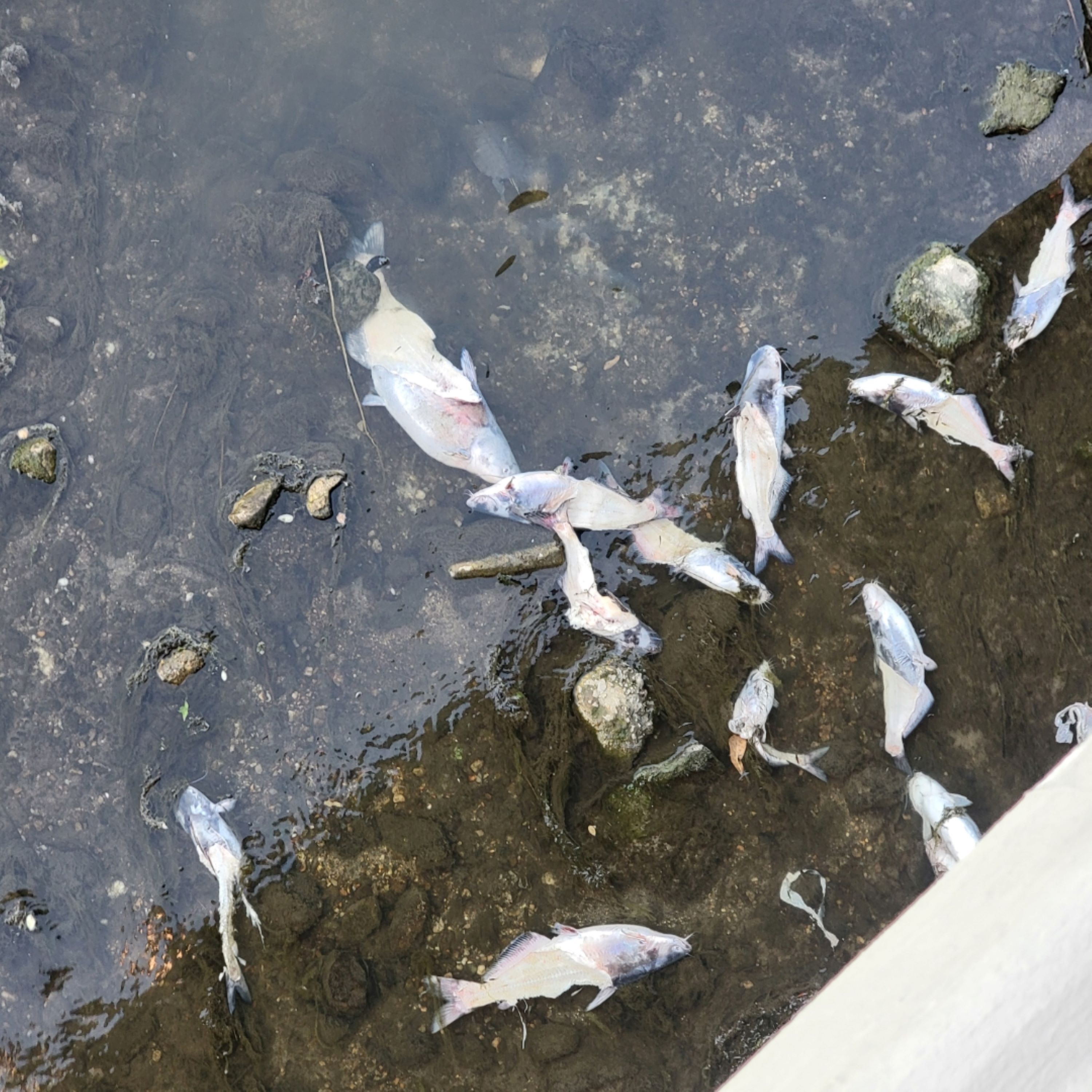 AFTER THE SHOW PODCAST: Fish Find.