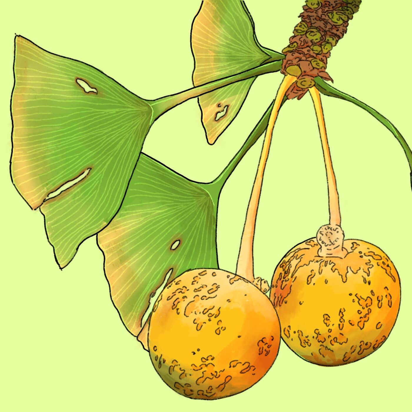 Ginkgo Biloba Ginkgo Biloba