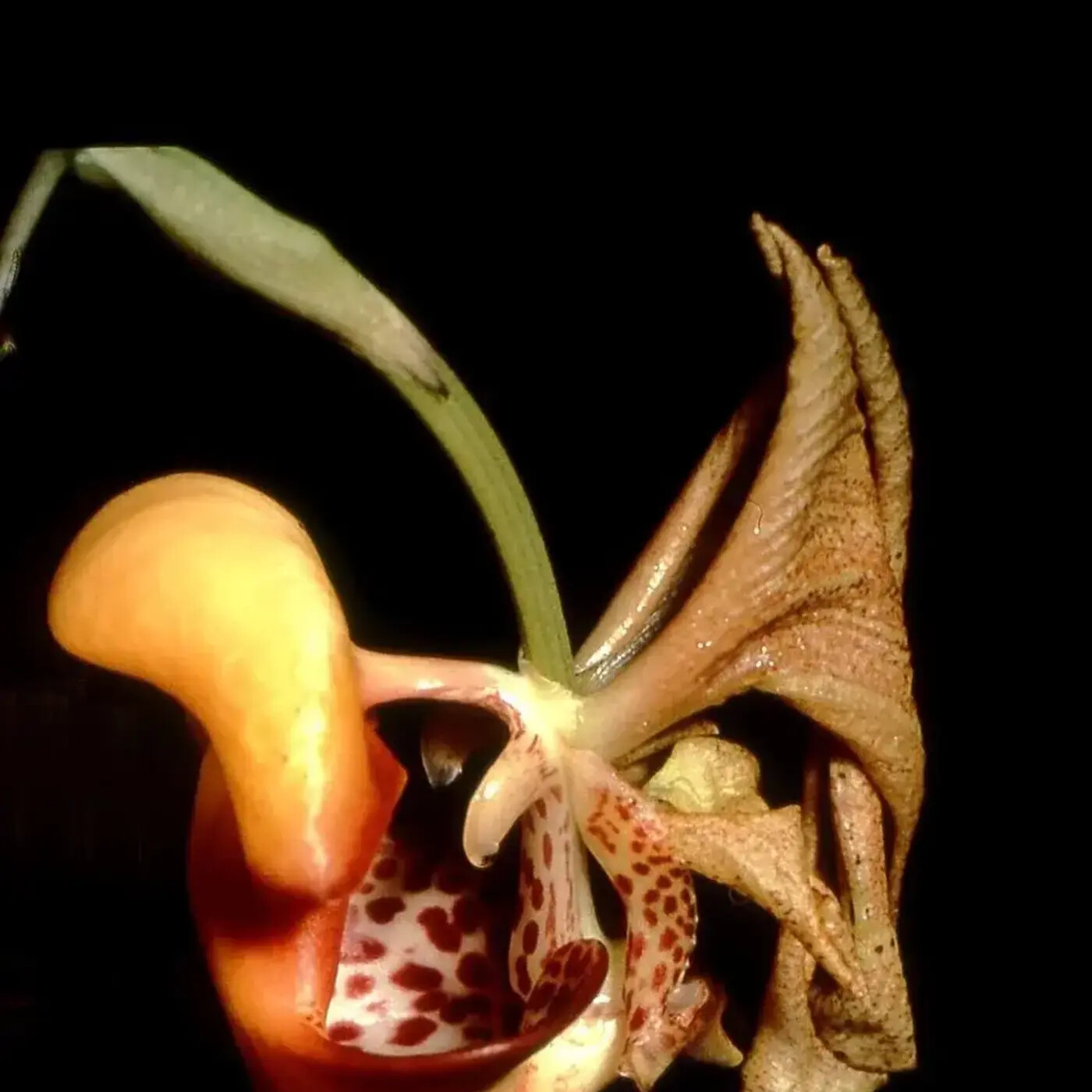 In Defense of Plants Podcast