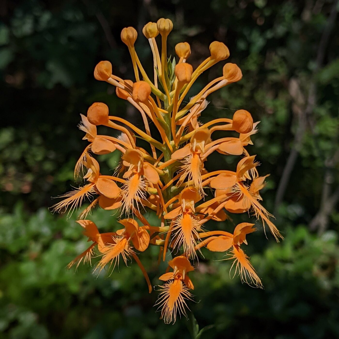 Ep. 354 - Of Orchids & Fungi