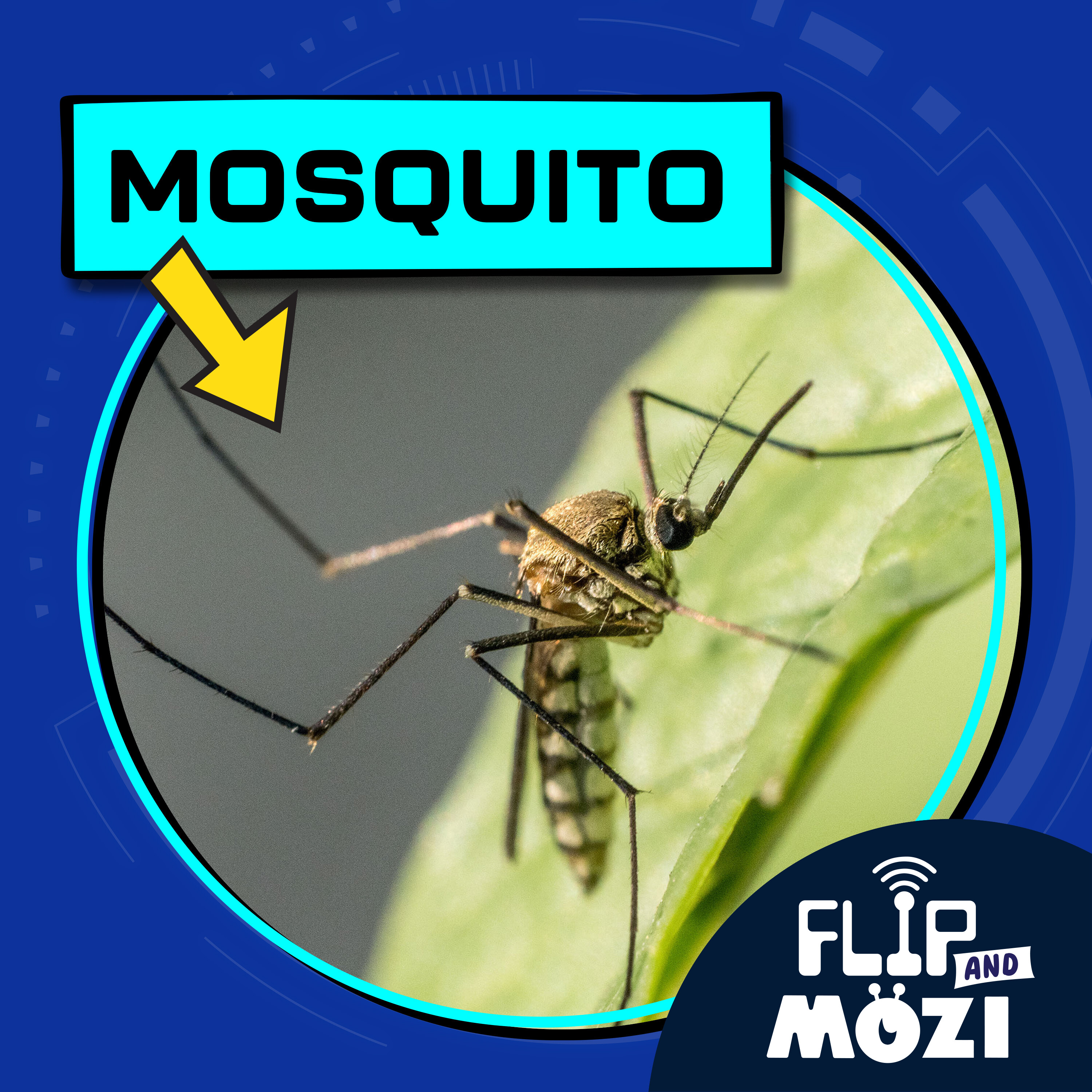 Flip and Mozi