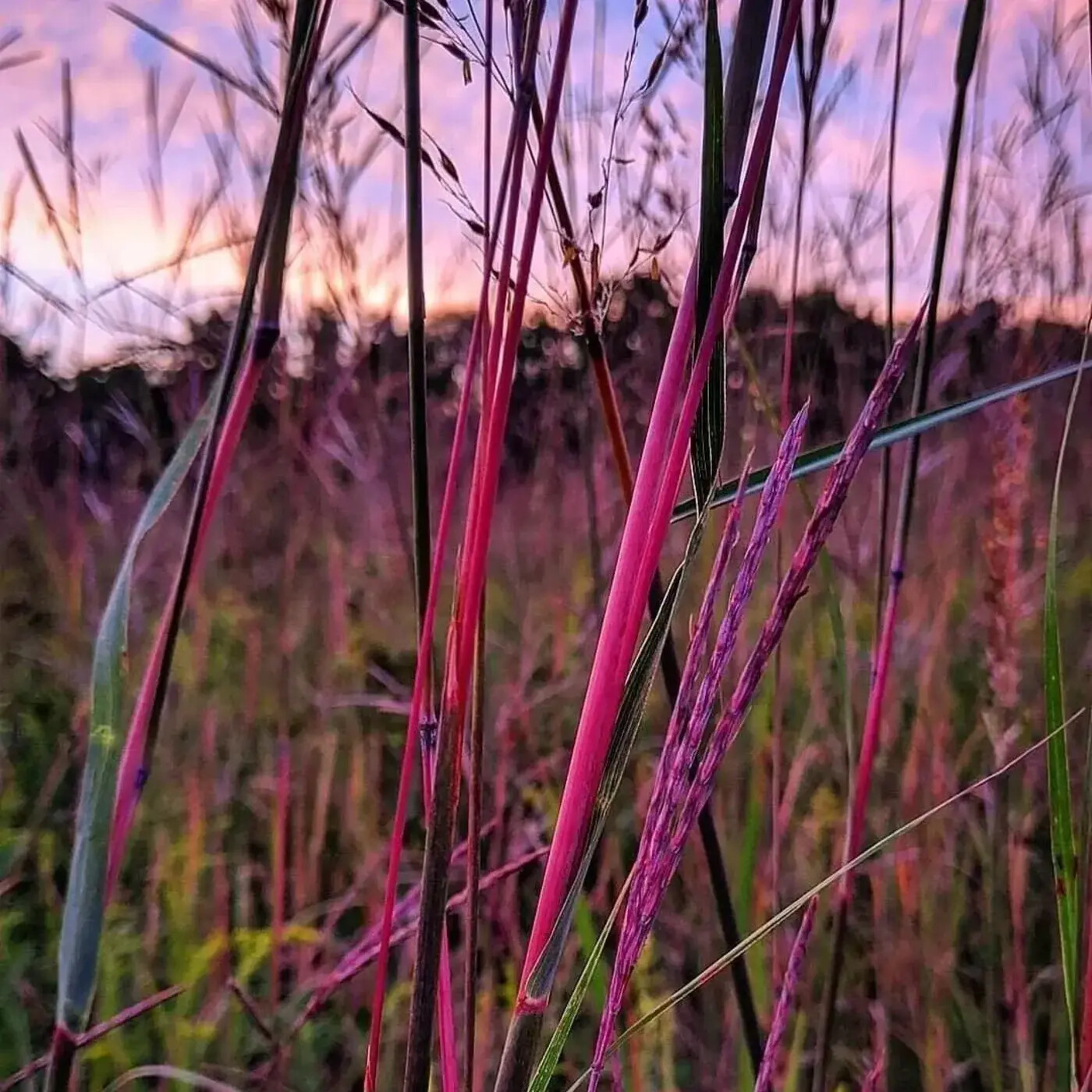 Ep. 363 - Celebrating the Grasses