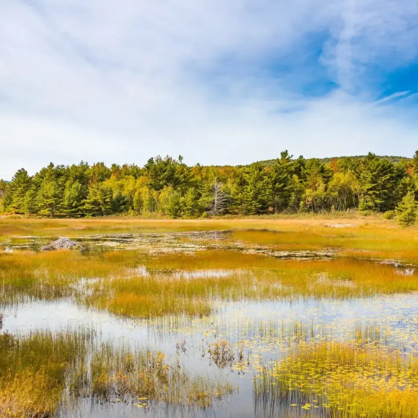 In Defense of Plants Podcast