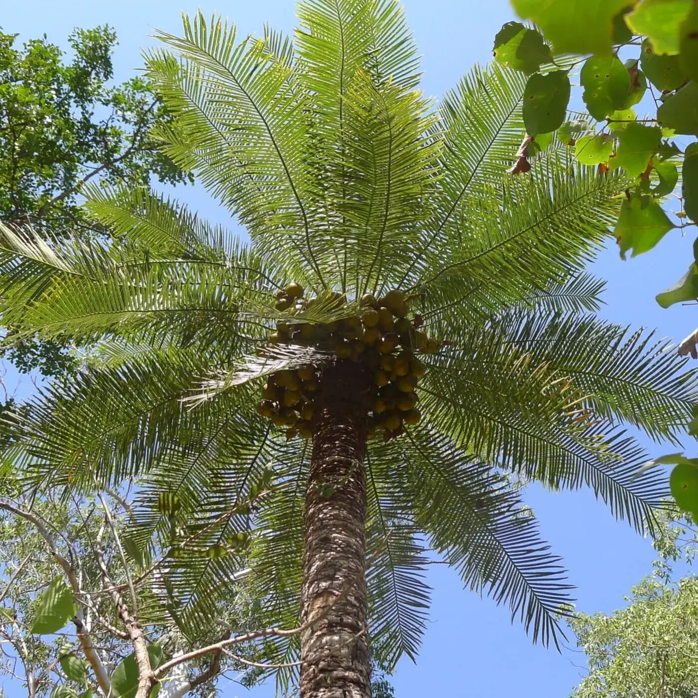 In Defense of Plants Podcast