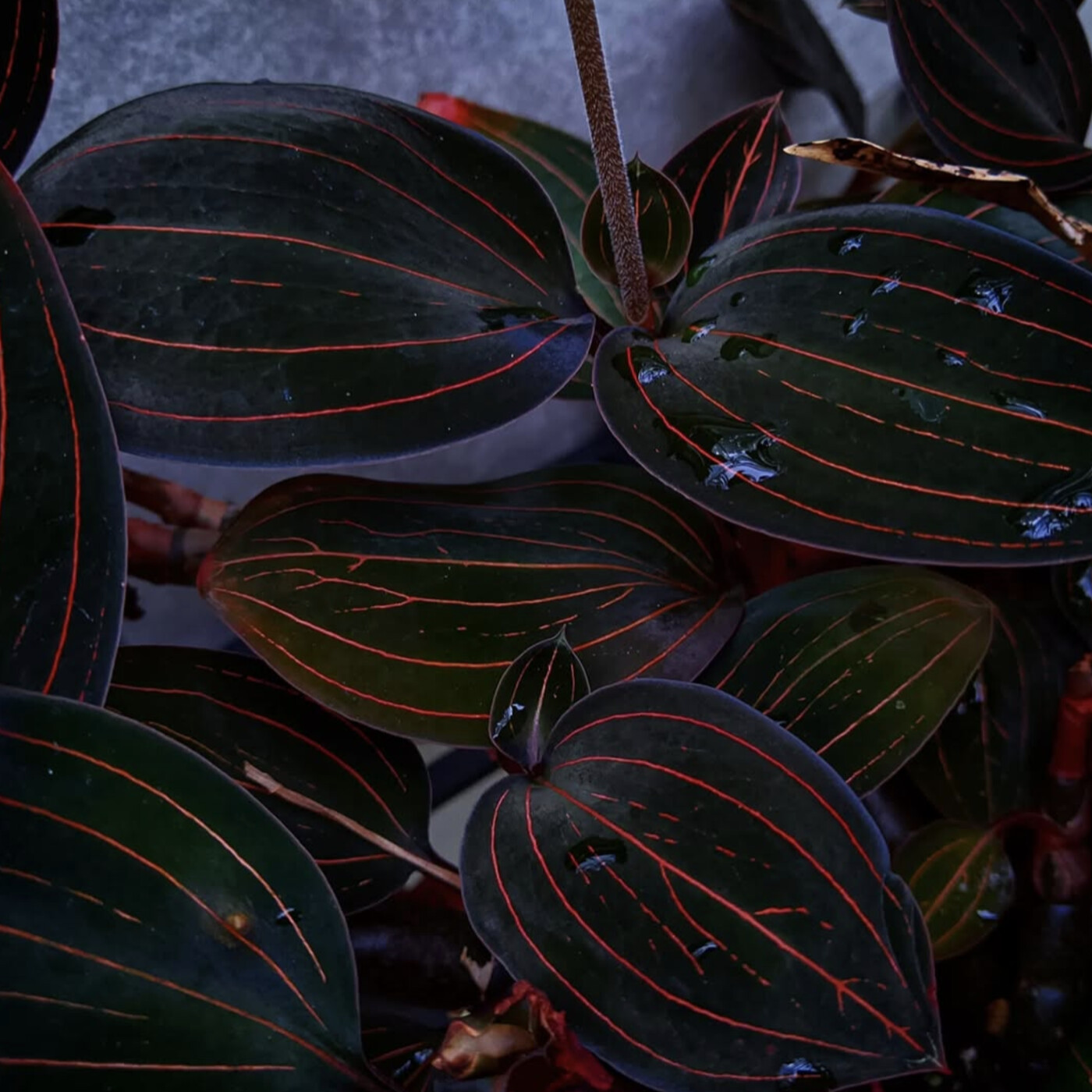 In Defense of Plants Podcast