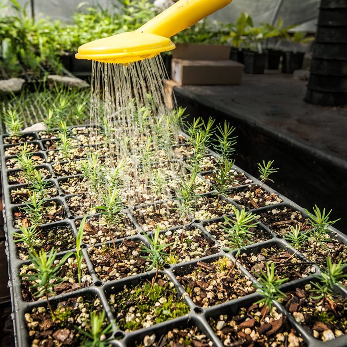 Ep. 436 - Red Spruce Restoration