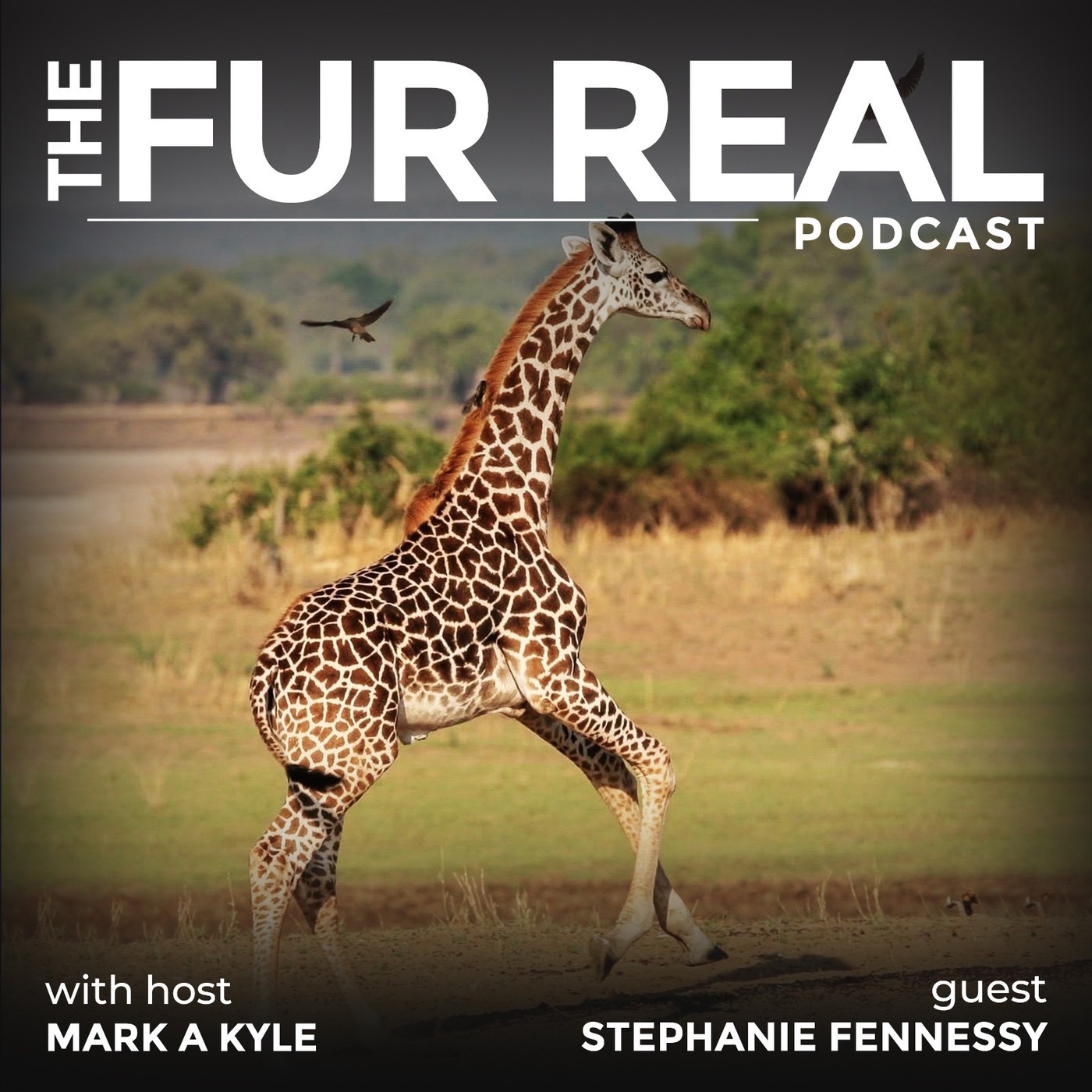 "THE GIRAFFE STORY: PROTECTING GENTLE GIANTS" with Stephanie Fennessy